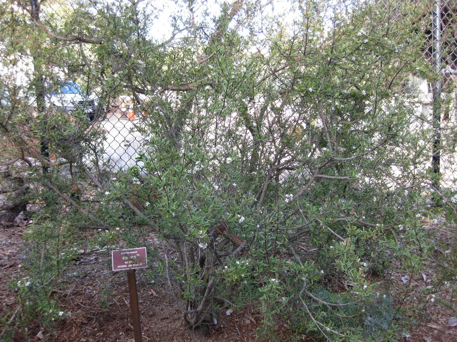 Bush Rue (Cneoridium Dumosum) — the Bush Rue requires minimal water once established