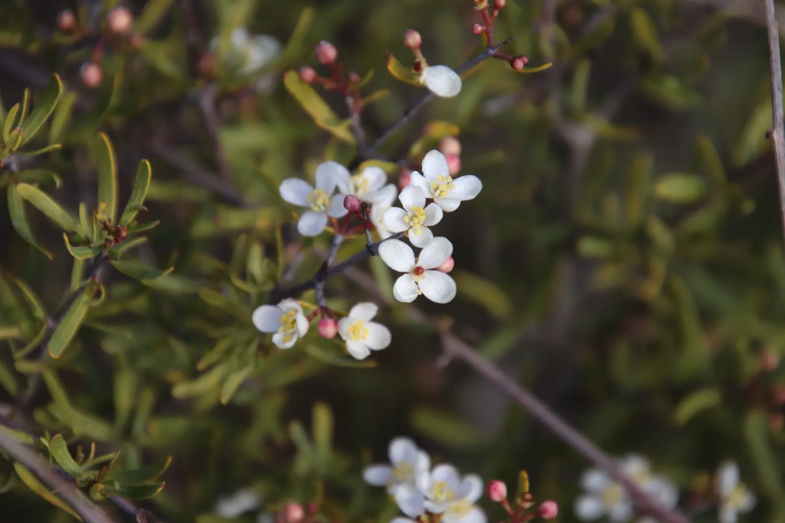 Bush Rue (Cneoridium Dumosum) — shrub with white blooms