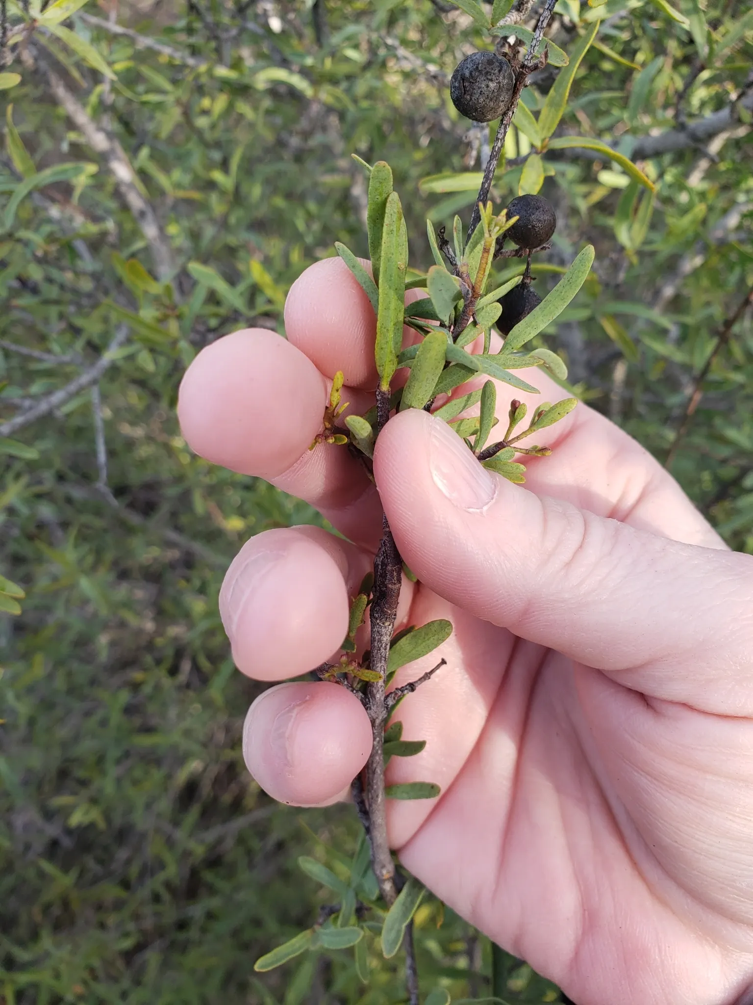 Bush Rue (Cneoridium Dumosum) — five-petaled yellow flowers