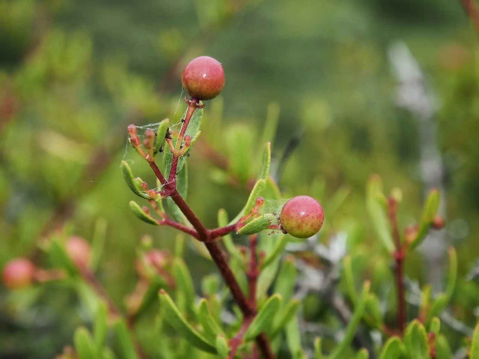 Bush Rue (Cneoridium Dumosum) — It thrives in full sun but can tolerate light shade, and prefers well-draining soil