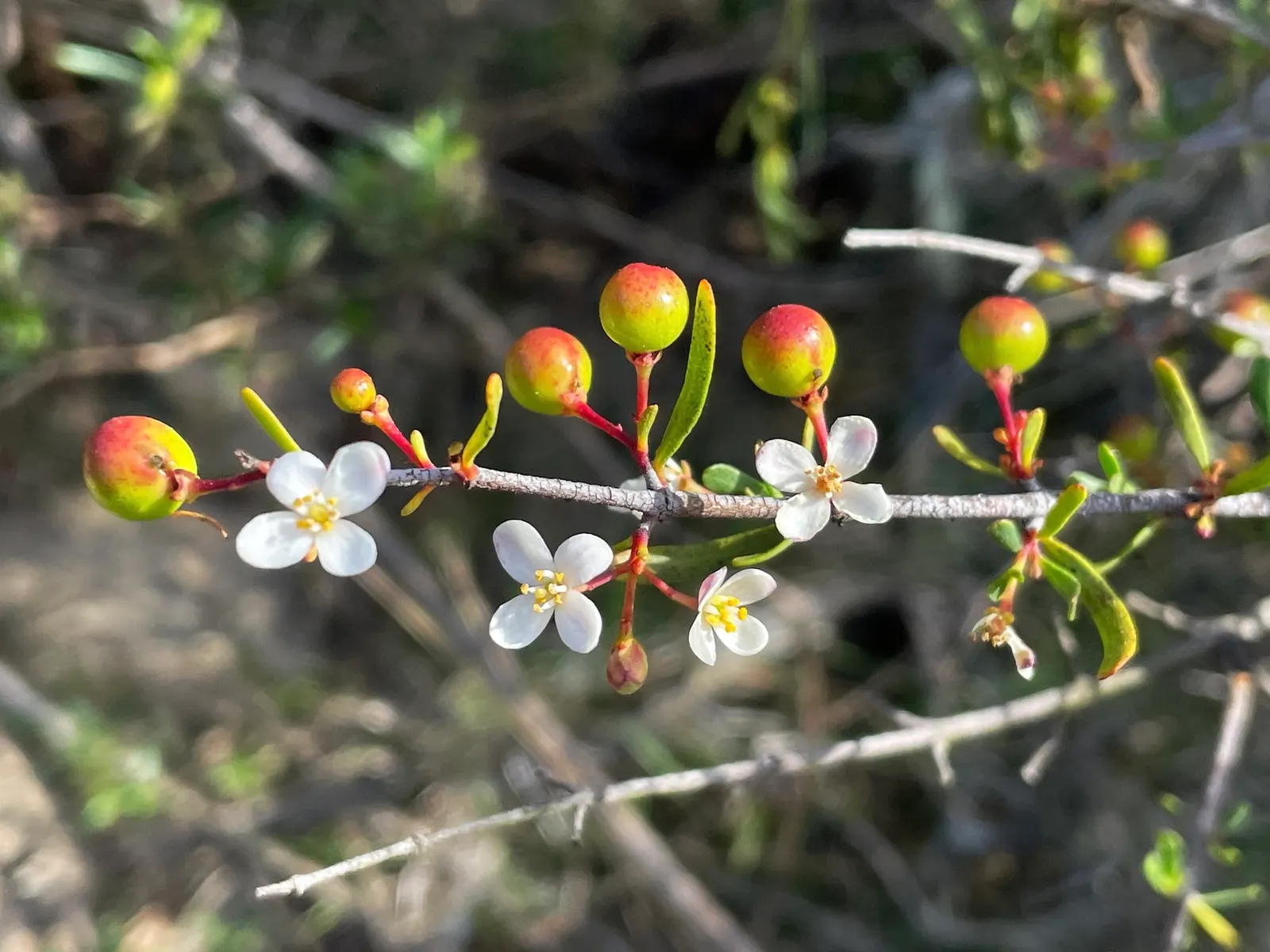 Bush Rue (Cneoridium Dumosum) — Its gray-green foliage and yellow spring flowers provide a soft, textural contrast in xeriscapes