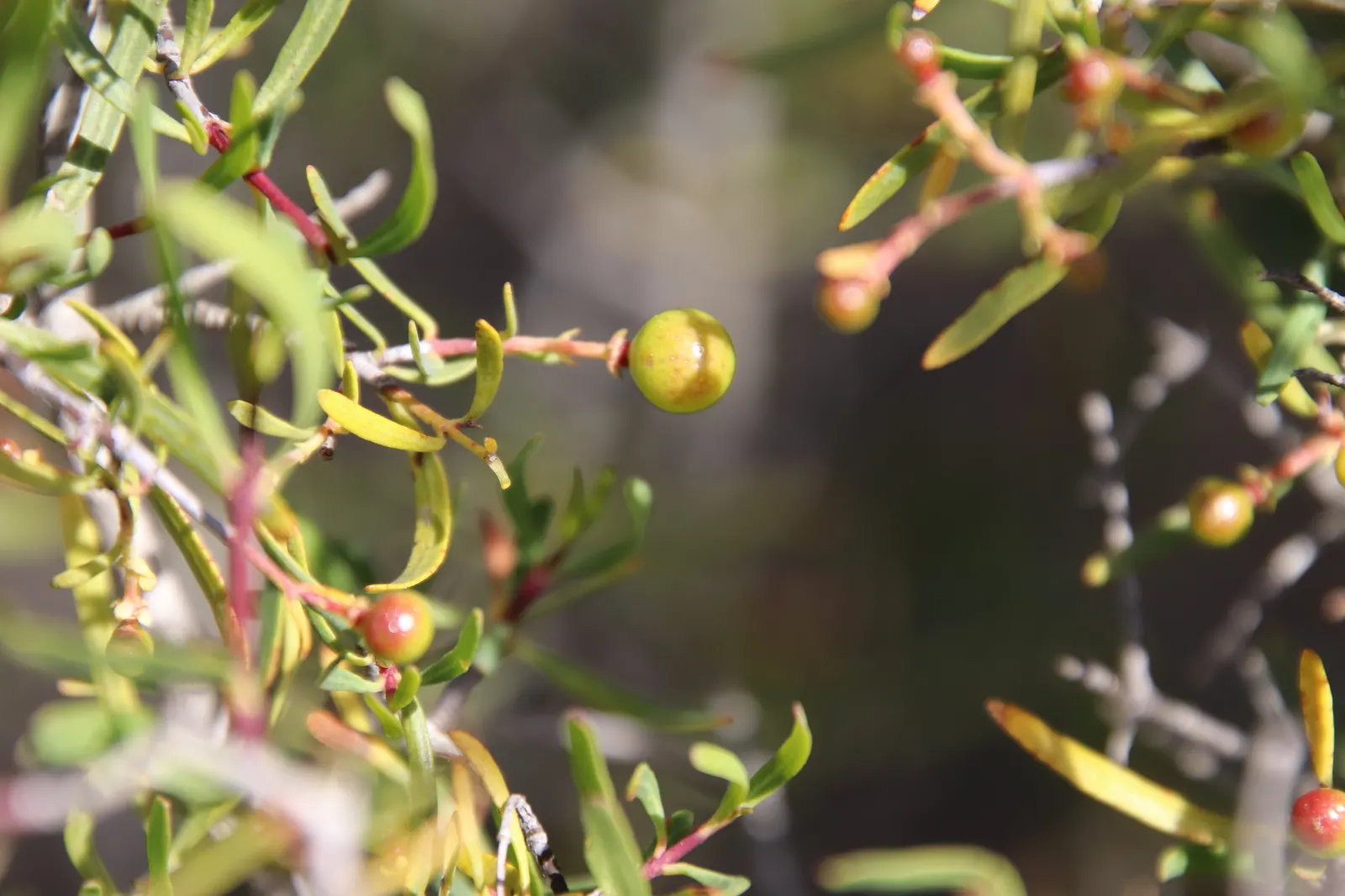 Bush Rue (Cneoridium Dumosum) — including being deer resistant