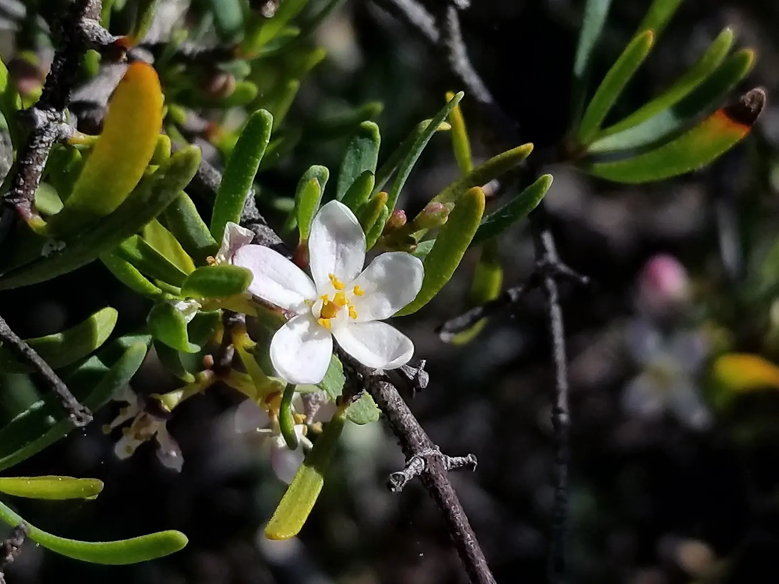 Bush Rue (Cneoridium Dumosum) — Well adapted to hot, dry conditions, it thrives in full sun with minimal water post-establishment