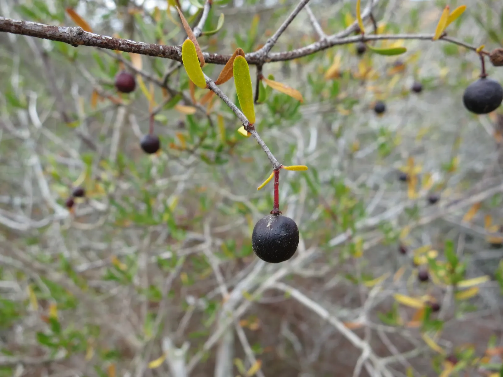 Bush Rue (Cneoridium Dumosum) — scientifically known as Cneoridium dumosum