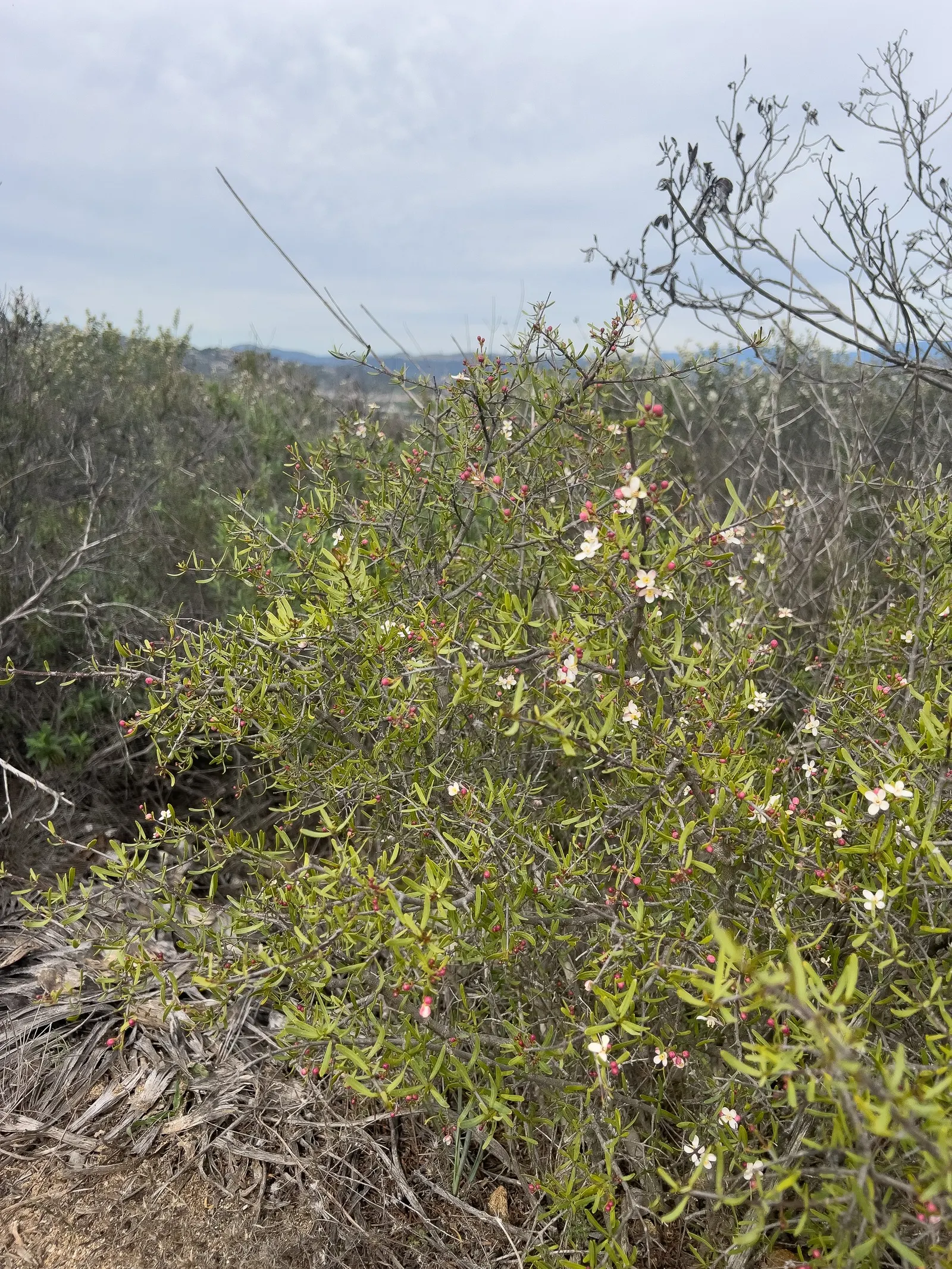 Bush Rue (Cneoridium Dumosum) — While the flowers may be inconspicuous