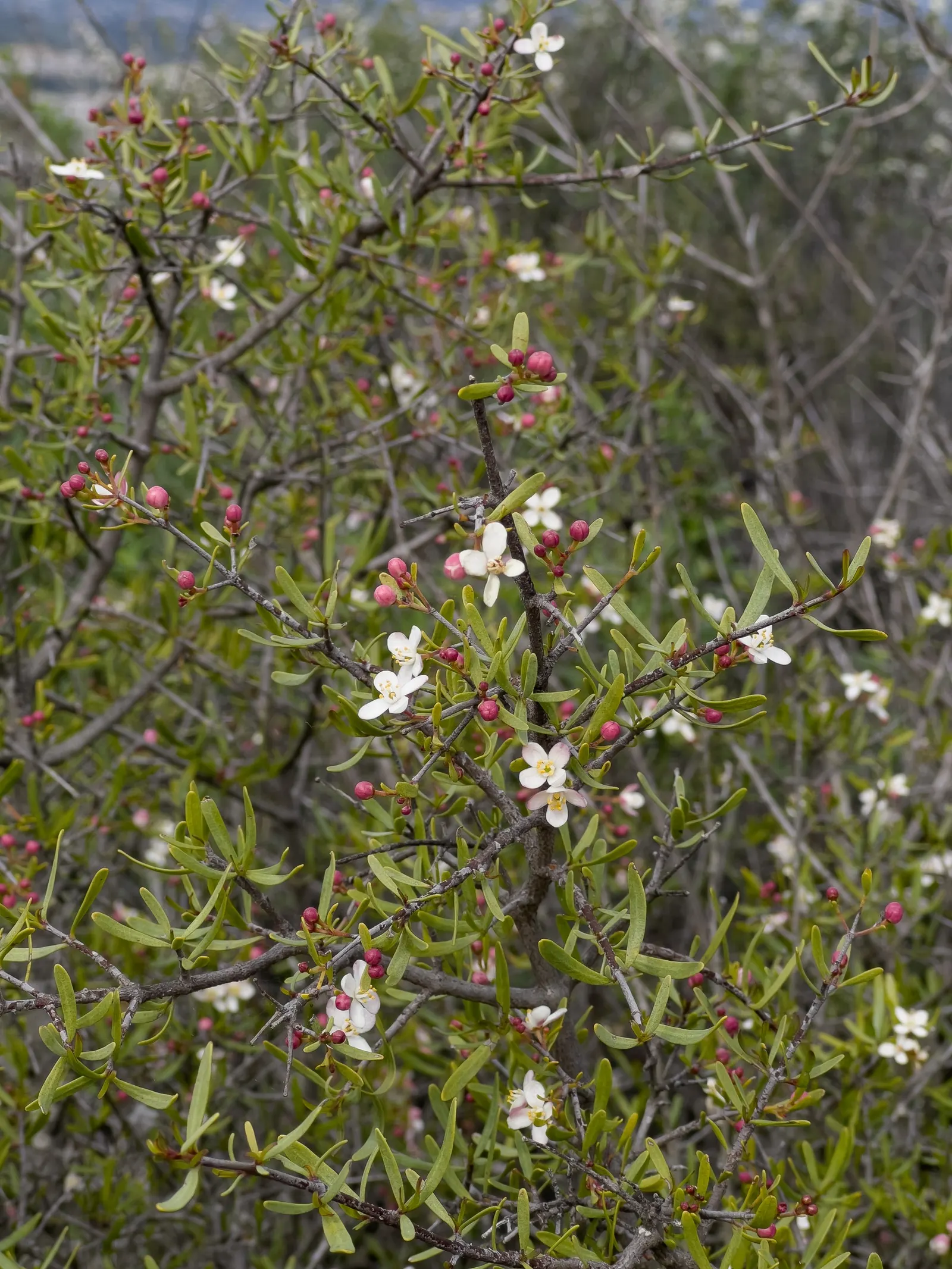 Bush Rue (Cneoridium Dumosum) — enhancing the ecological value of your garden.<br><br>Adapted to California's Mediterranean climate