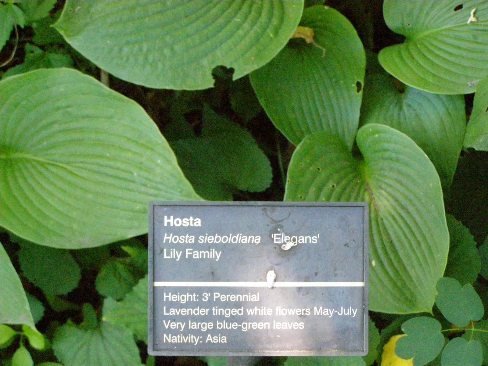 Elegans Siebold Hosta (Hosta Sieboldiana 'Elegans') — commonly referred to as Elegans Siebold Hosta