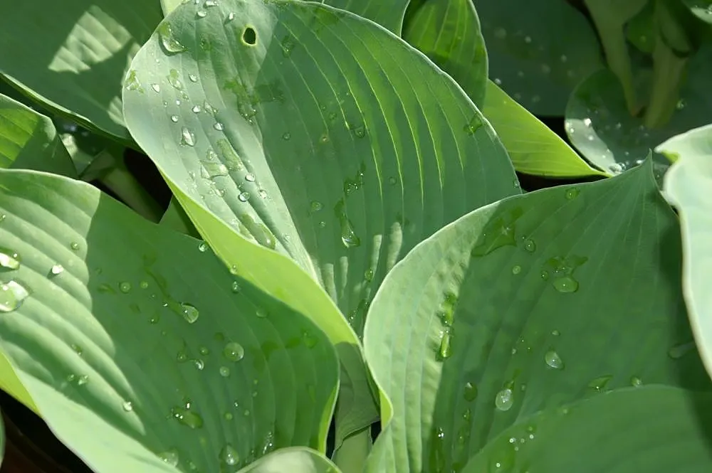 Elegans Siebold Hosta (Hosta Sieboldiana 'Elegans') — Its summer bloom features white bell-shaped flowers on 3-foot stalks