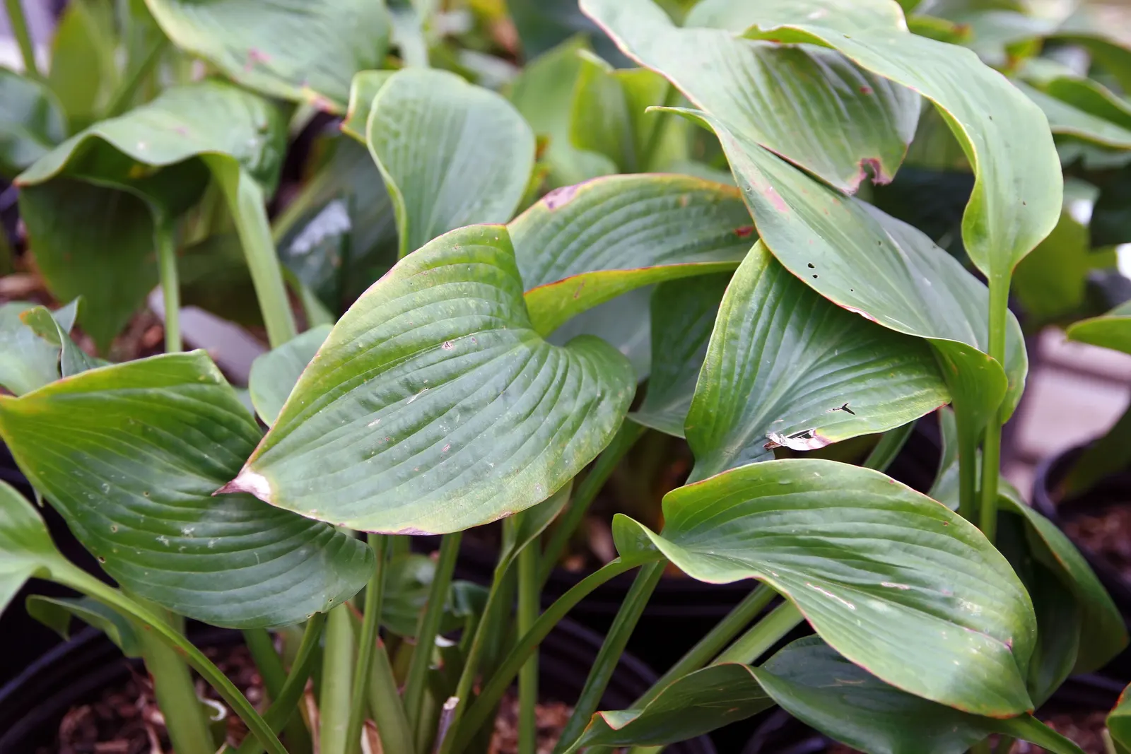 Elegans Siebold Hosta (Hosta Sieboldiana 'Elegans') — enhancing textural variety within shaded landscapes