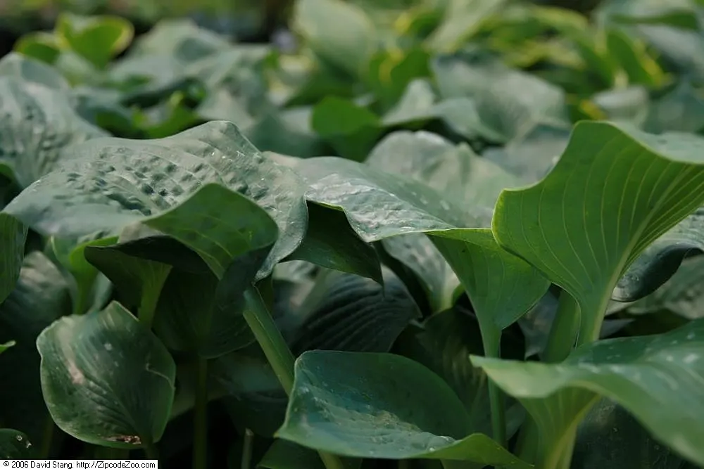 Elegans Siebold Hosta (Hosta Sieboldiana 'Elegans') — the Elegans Siebold Hosta spans a generous 24 to 36 inches in height with a robust spread of 36 to 48