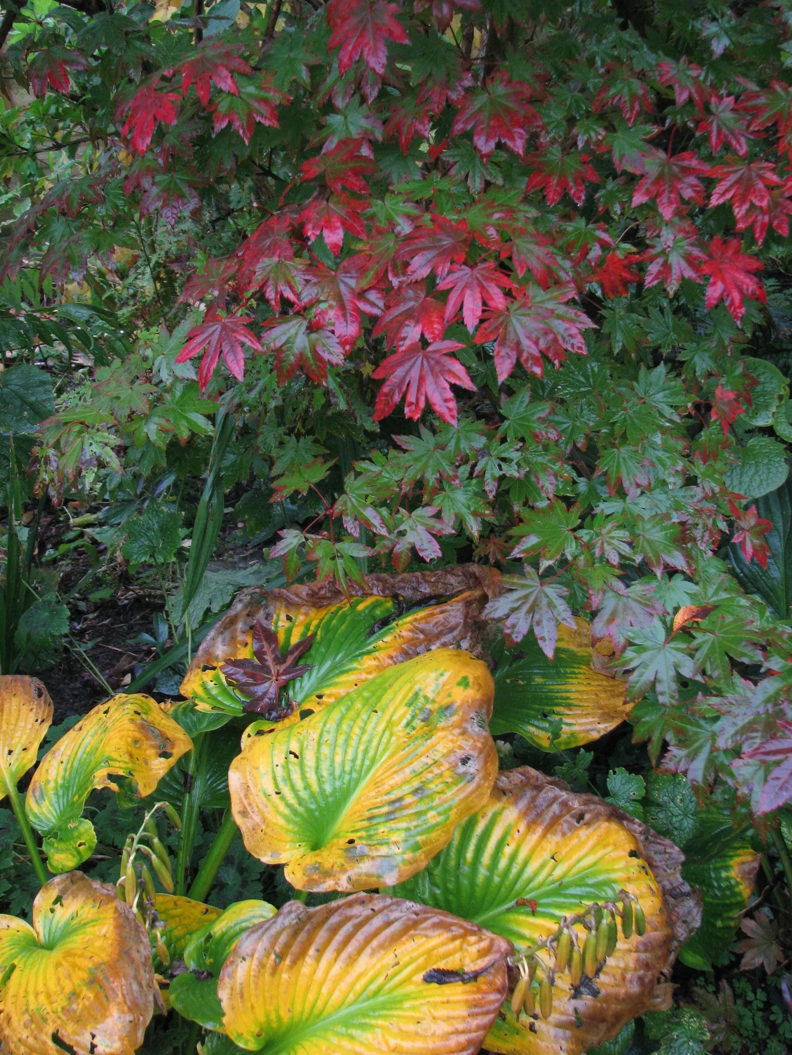 Elegans Siebold Hosta (Hosta Sieboldiana 'Elegans') — Ideal for woodland gardens