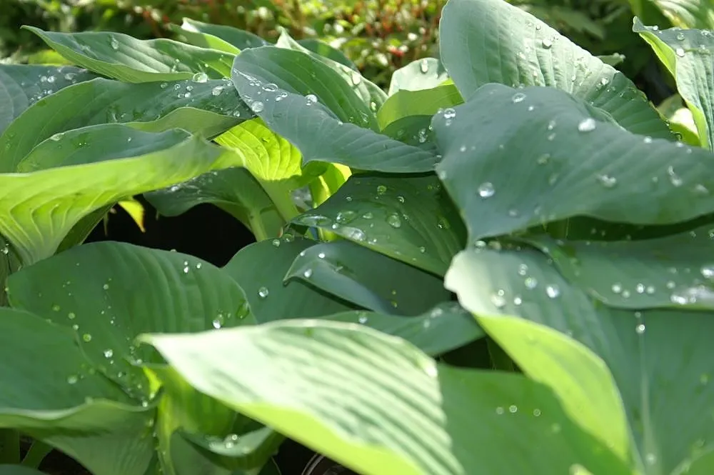 Elegans Siebold Hosta (Hosta Sieboldiana 'Elegans') — creating an impressive spread of up to 5 feet