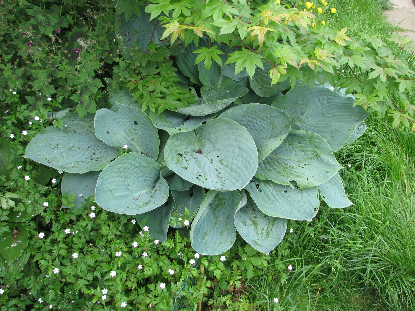Elegans Siebold Hosta (Hosta Sieboldiana 'Elegans') — It thrives in partial to full shade, reaching a height of 2 feet