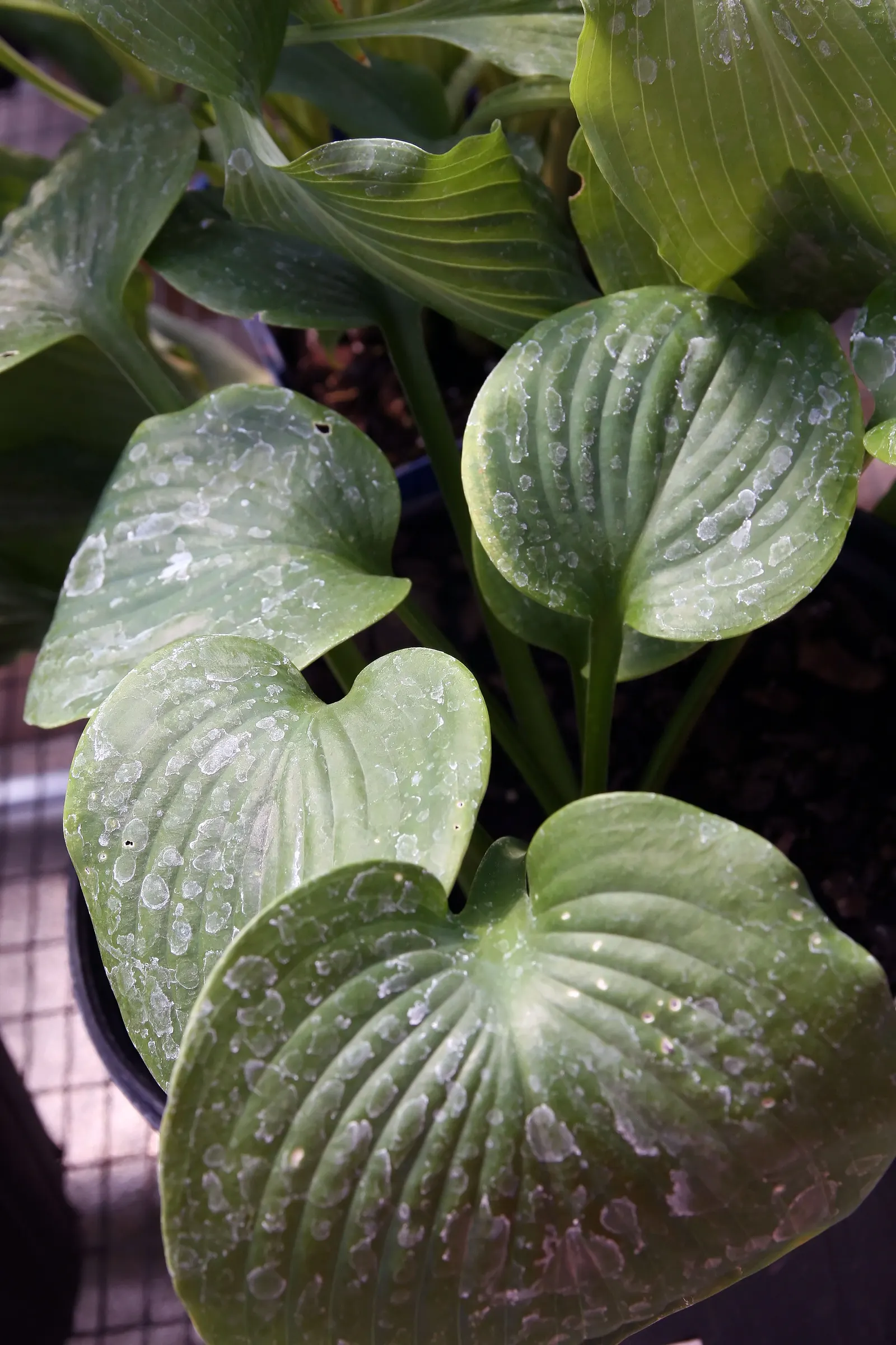 Elegans Siebold Hosta (Hosta Sieboldiana 'Elegans') — this hosta is low maintenance and provides robust ground cover