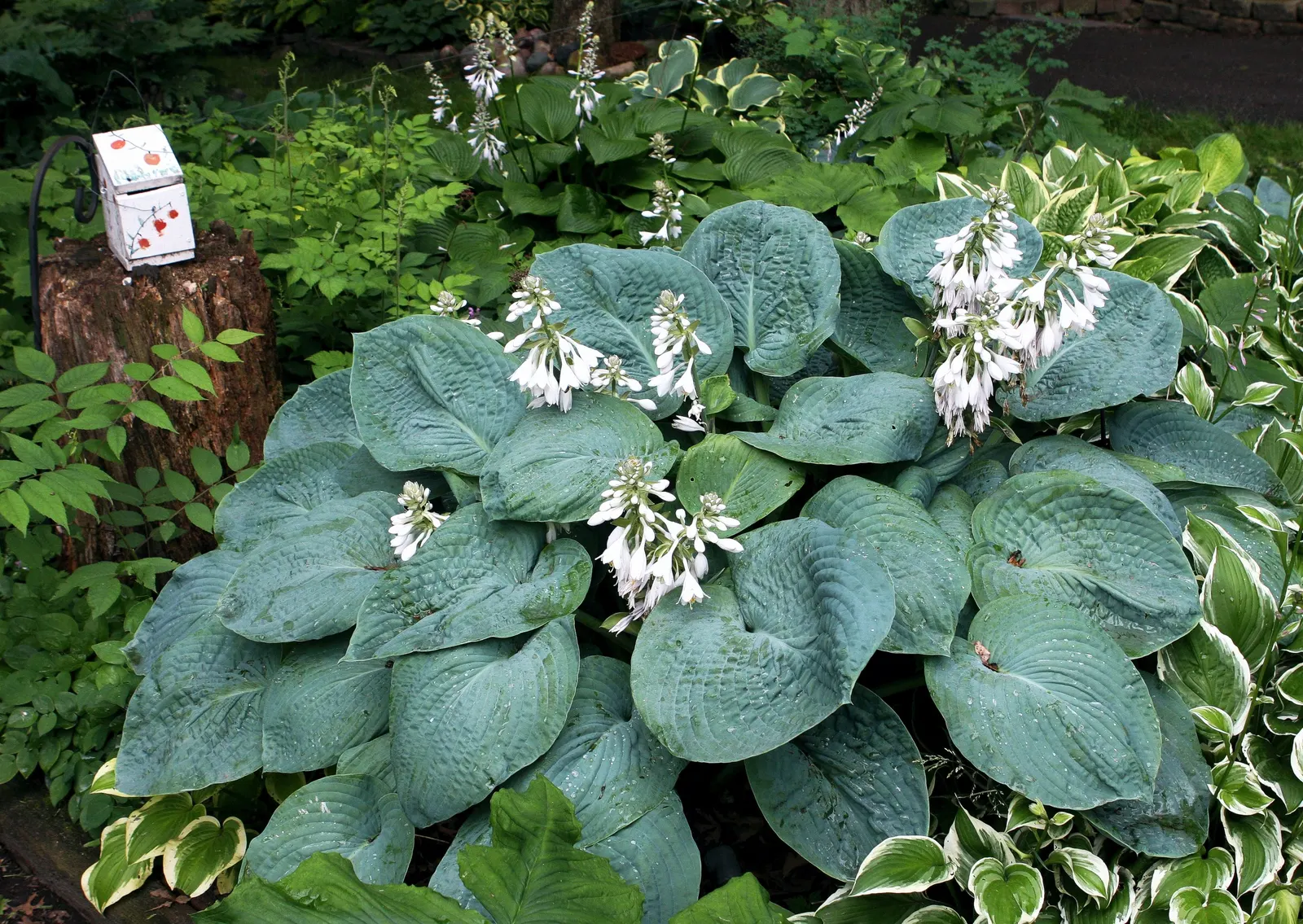 Elegans Siebold Hosta (Hosta Sieboldiana 'Elegans') — is an herbaceous perennial prized for its striking foliage and shade-loving nature