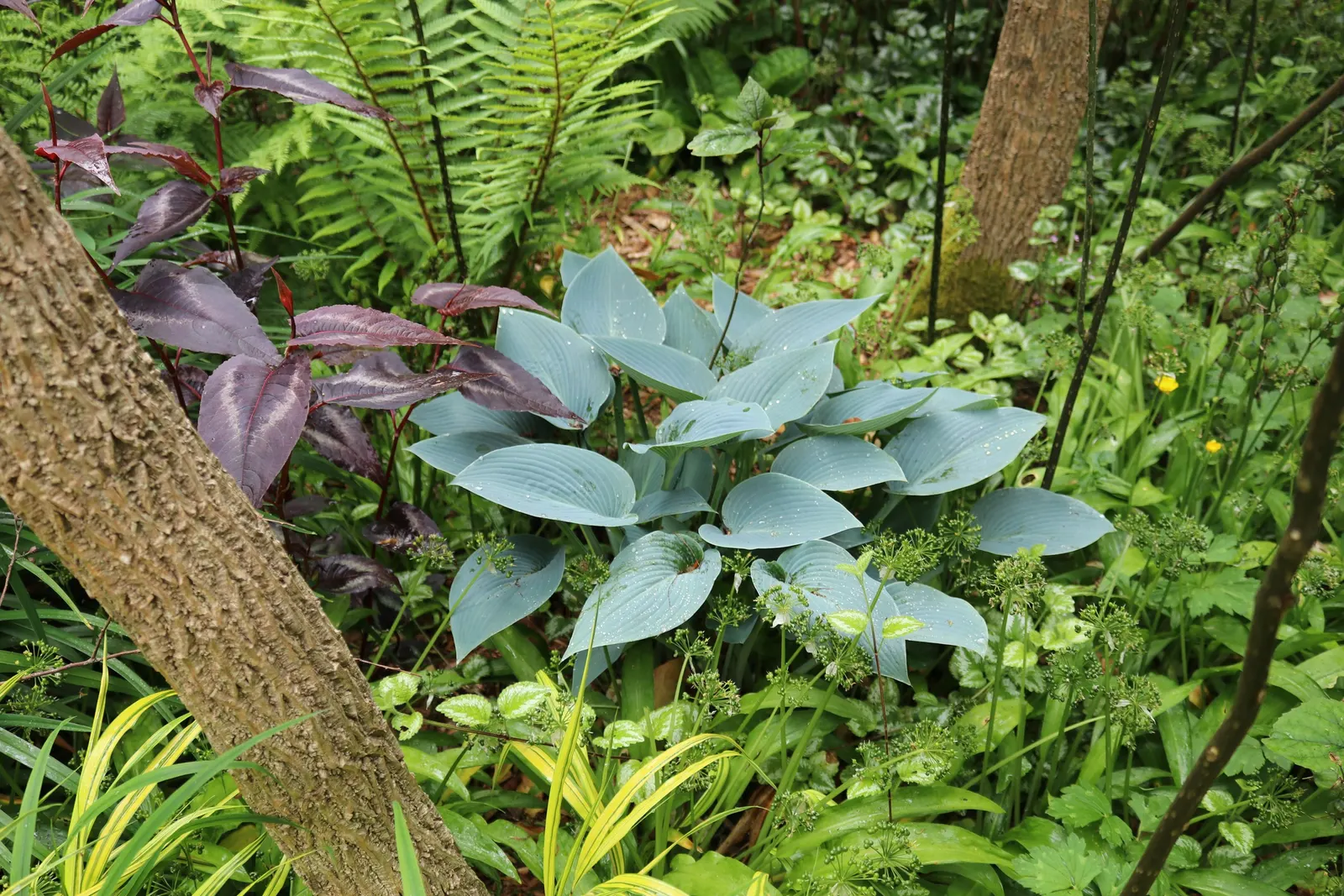 Elegans Siebold Hosta (Hosta Sieboldiana 'Elegans') — scientifically referred to as Hosta sieboldiana 'Elegans'