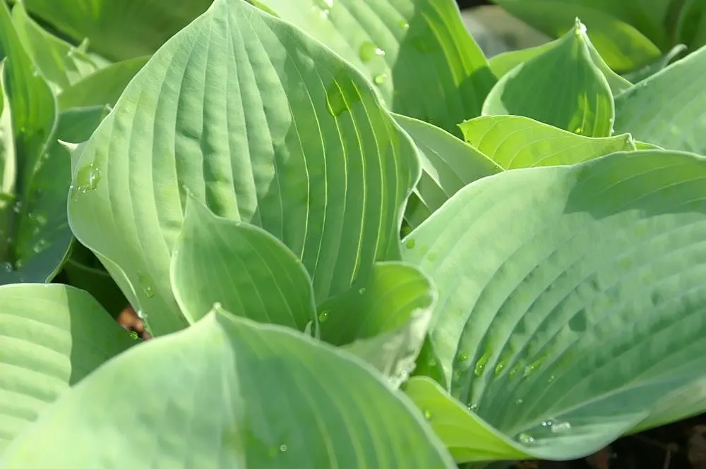 Elegans Siebold Hosta (Hosta Sieboldiana 'Elegans') — creating a substantial ground cover when planted en masse