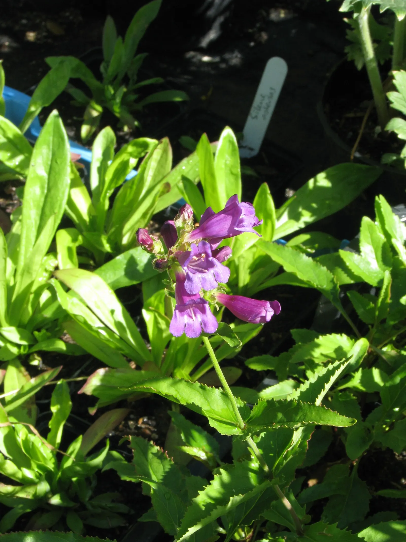 Blue Springs Penstemon (Penstemon 'Blue Springs') — is a vibrant perennial revered for its striking