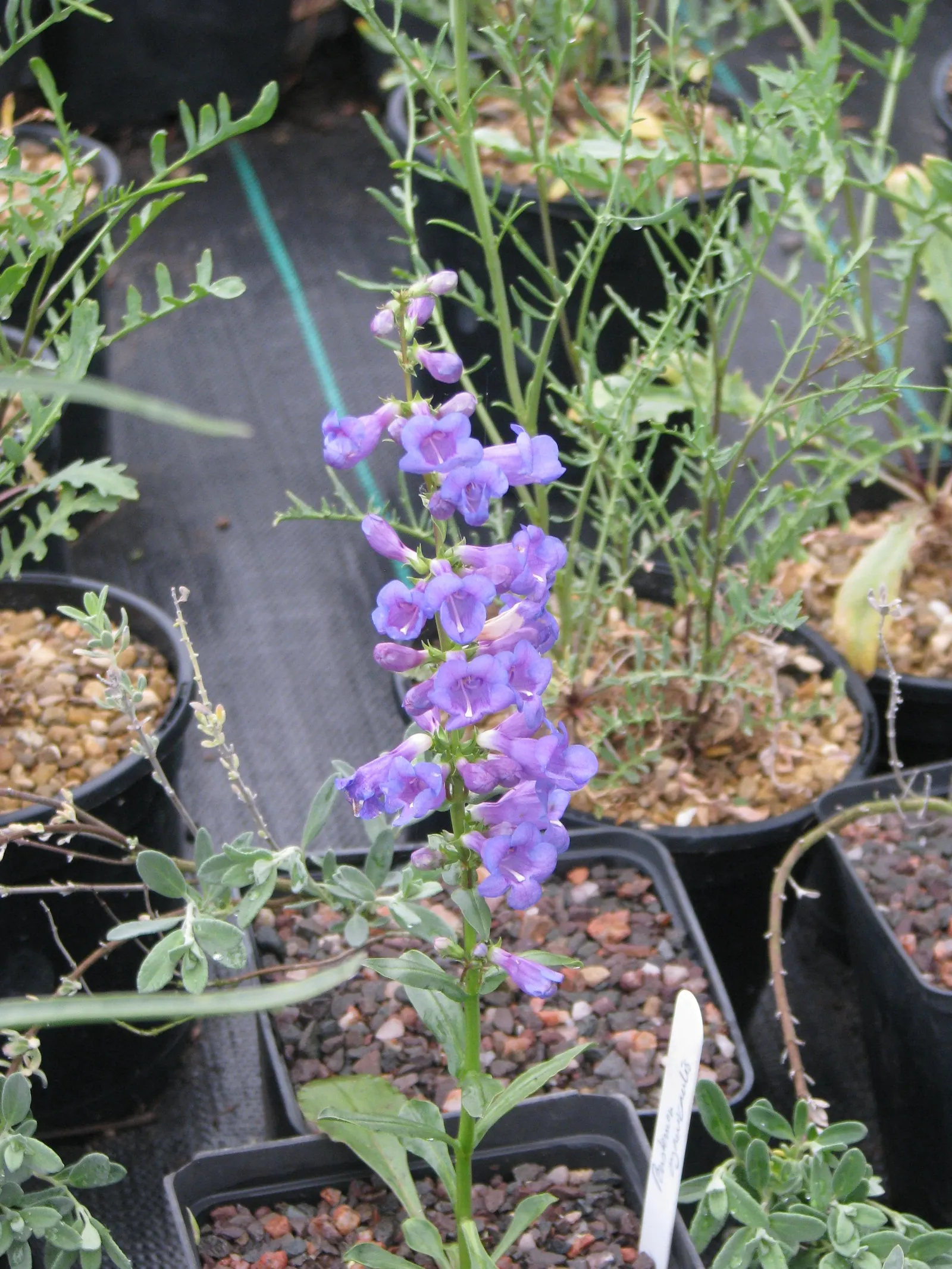 Blue Springs Penstemon (Penstemon 'Blue Springs') — The Electric Blue Penstemon