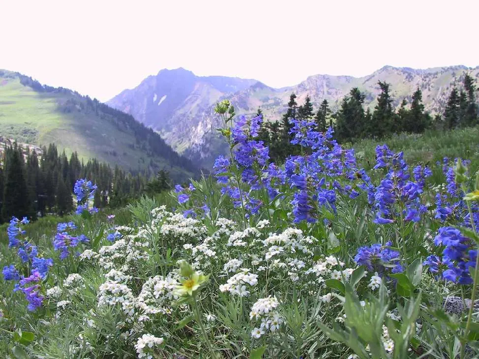 Blue Springs Penstemon (Penstemon 'Blue Springs') — Preferring full sun to partial shade, it thrives in well-drained soil
