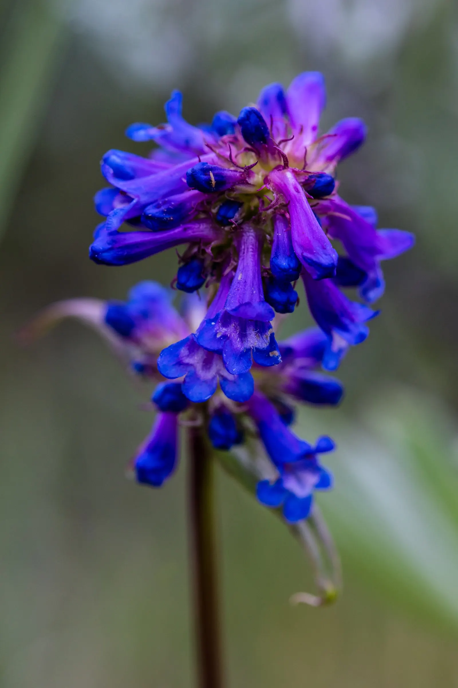 Blue Springs Penstemon (Penstemon 'Blue Springs') — Blooming mid-spring to early summer, it reaches 18 to 24 inches in height with a 12 to 18-inch spread