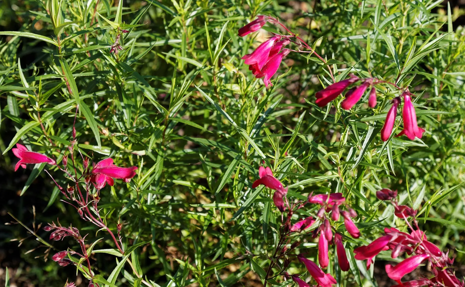 Blue Springs Penstemon (Penstemon 'Blue Springs') — Revered for its striking electric blue flowers