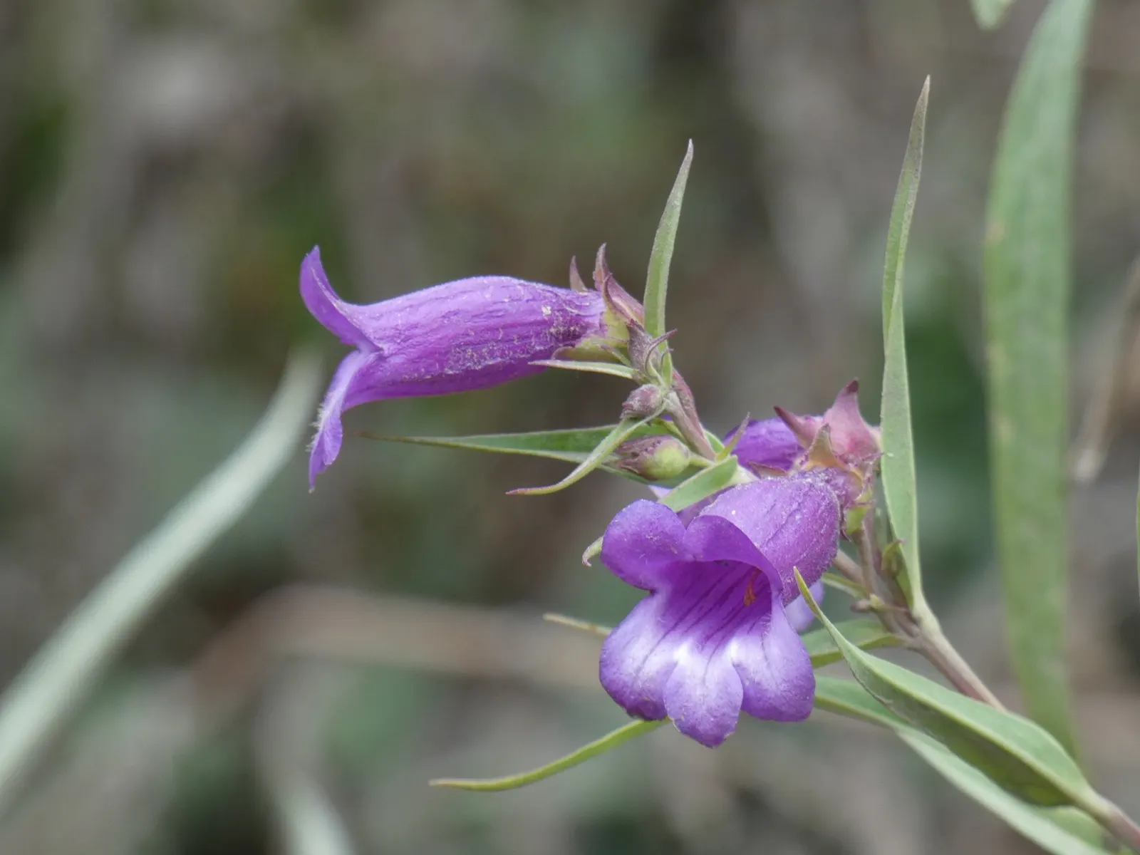 Blue Springs Penstemon (Penstemon 'Blue Springs') — consider its vertical growth and vivid hue