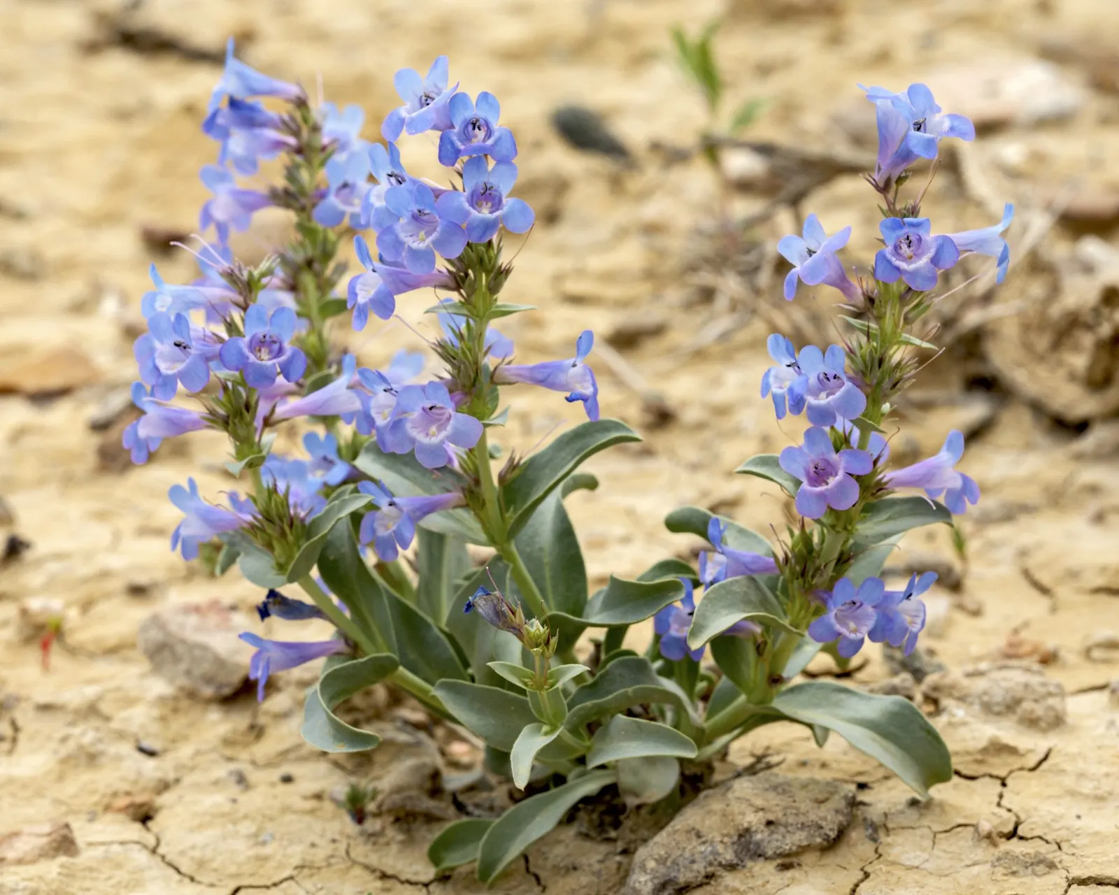 Blue Springs Penstemon (Penstemon 'Blue Springs') — requiring well-draining soil and a position in full sun to partial shade for optimal growth