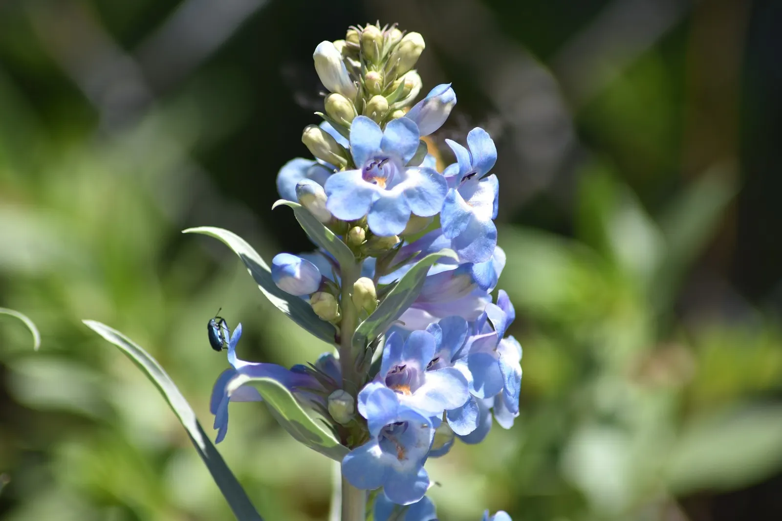 Blue Springs Penstemon (Penstemon 'Blue Springs') — scientifically called Penstemon 'Blue Springs'