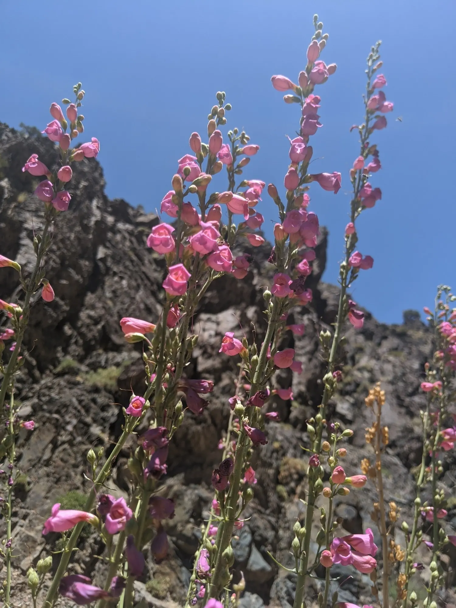 Blue Springs Penstemon (Penstemon 'Blue Springs') — making it an excellent choice for water-wise gardens