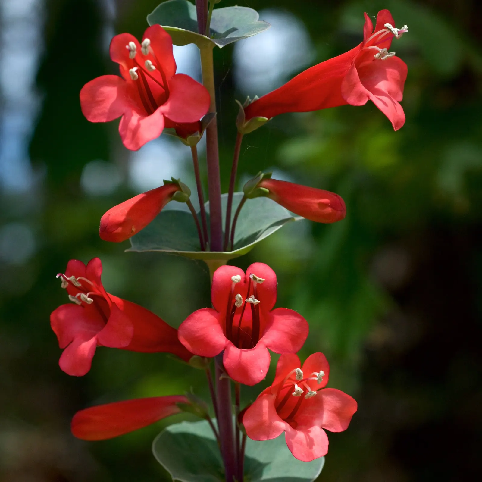 Blue Springs Penstemon (Penstemon 'Blue Springs') — this cultivar quickly becomes the focal point of a landscape design when in bloom
