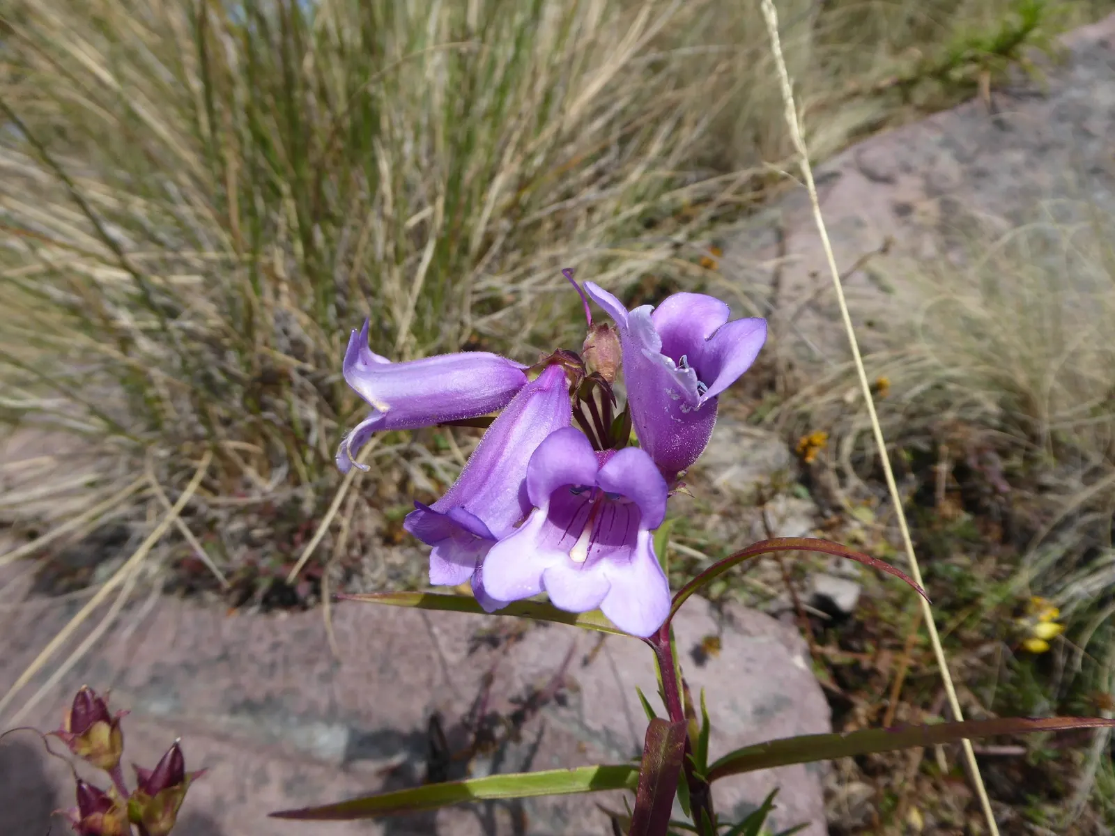 Blue Springs Penstemon (Penstemon 'Blue Springs') — blue flowers in the garden