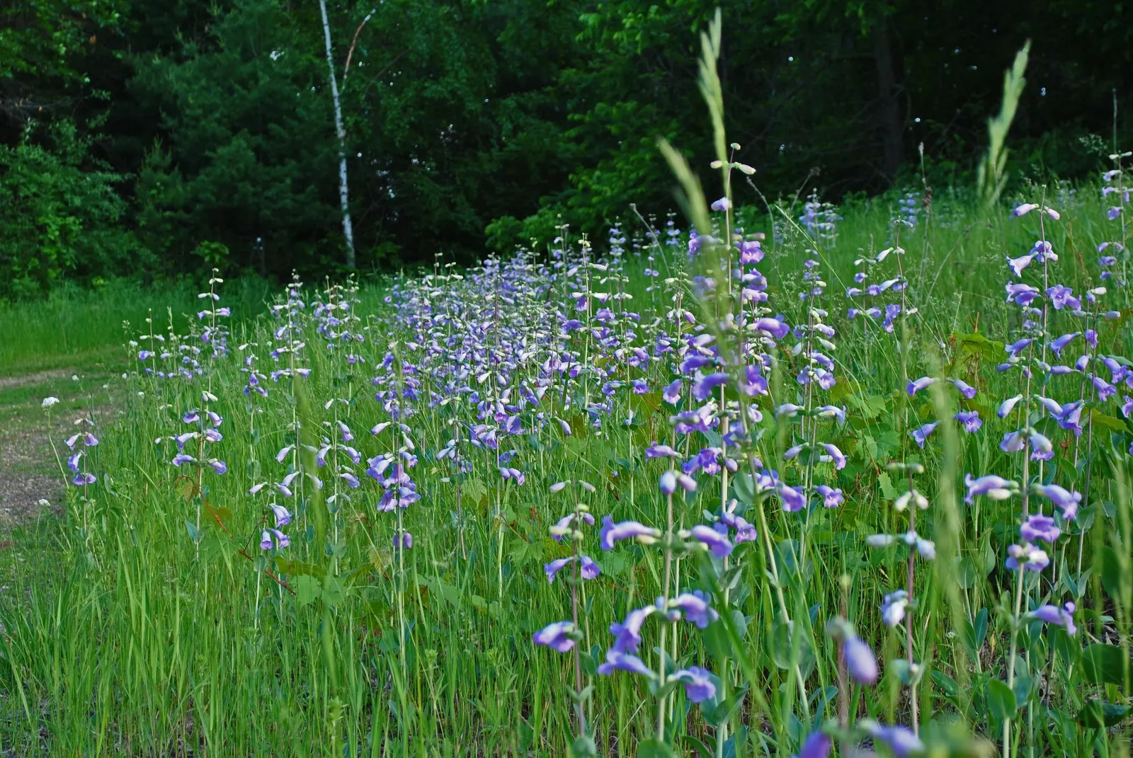 Blue Springs Penstemon (Penstemon 'Blue Springs') — with a spread of roughly 15 to 18 inches