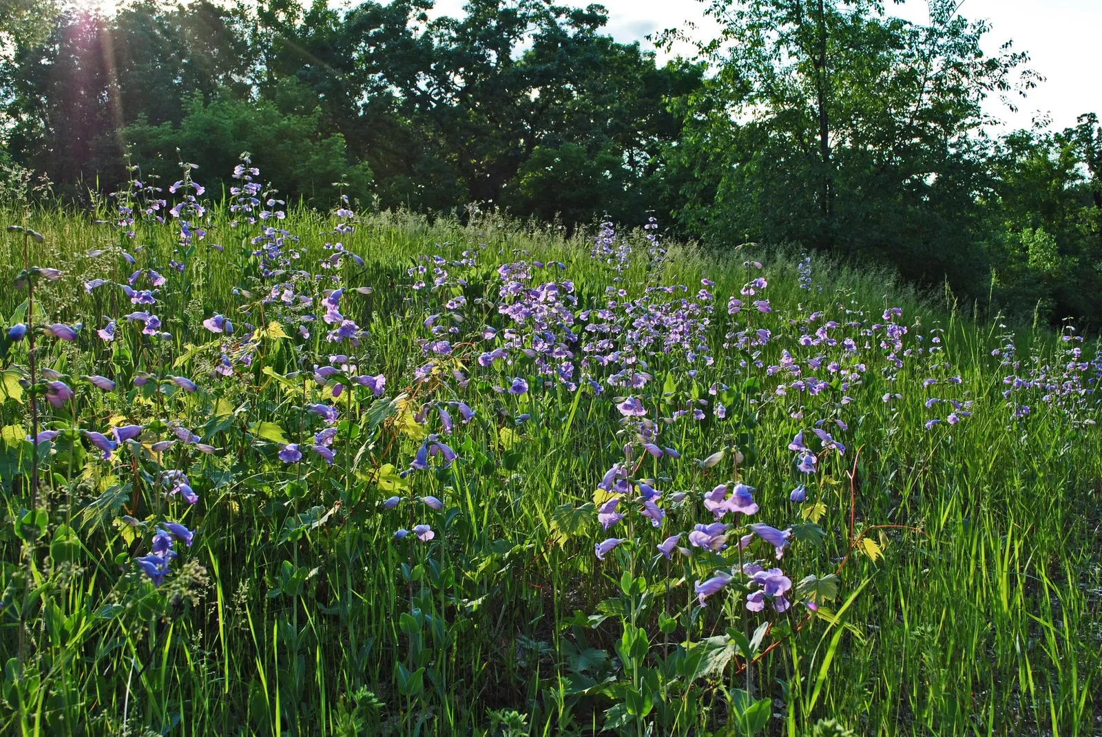 Blue Springs Penstemon (Penstemon 'Blue Springs') — erect stems that can reach heights of 18 to 24 inches