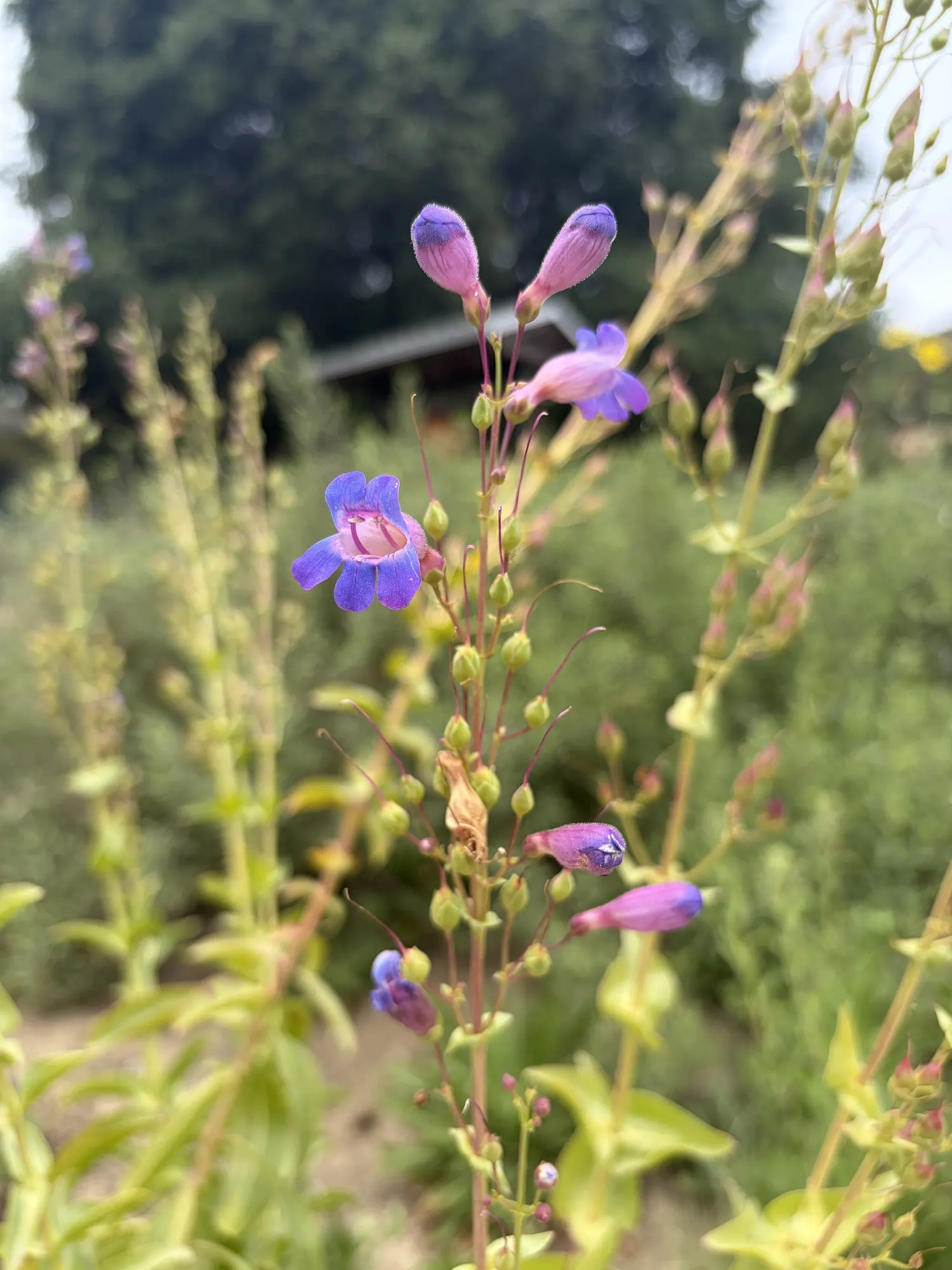 Blue Springs Penstemon (Penstemon 'Blue Springs') — Its hummingbird-attracting blossoms and drought tolerance make it an excellent choice for low-maintenance