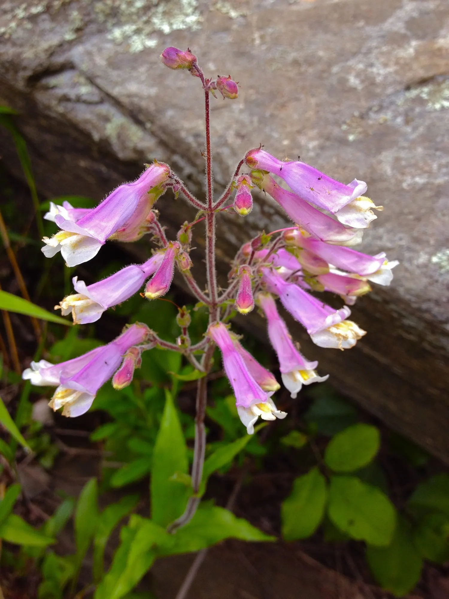 Blue Springs Penstemon (Penstemon 'Blue Springs') — forming a clump-like arrangement.<br><br>This hardy plant thrives in USDA Hardiness Zones 4 through 8