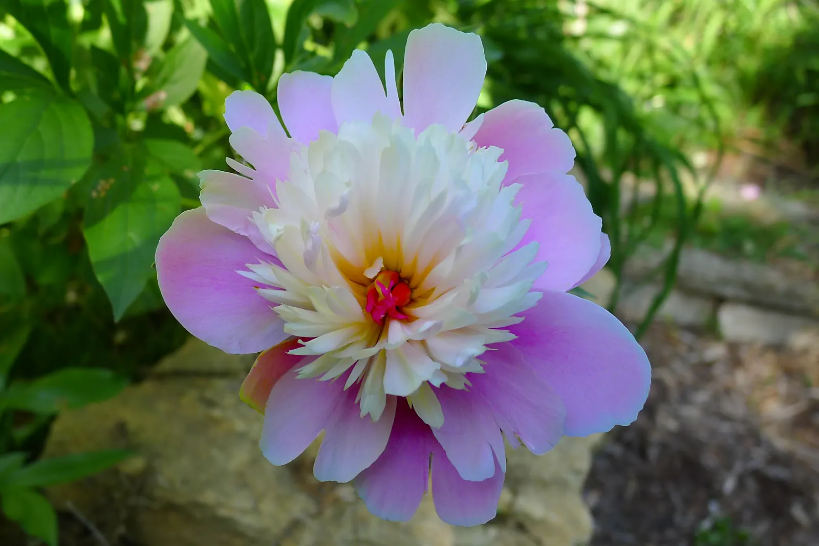 Sorbet Peony (Paeonia 'Sorbet') — This perennial grows 2-3 feet tall and spreads up to 2-3 feet