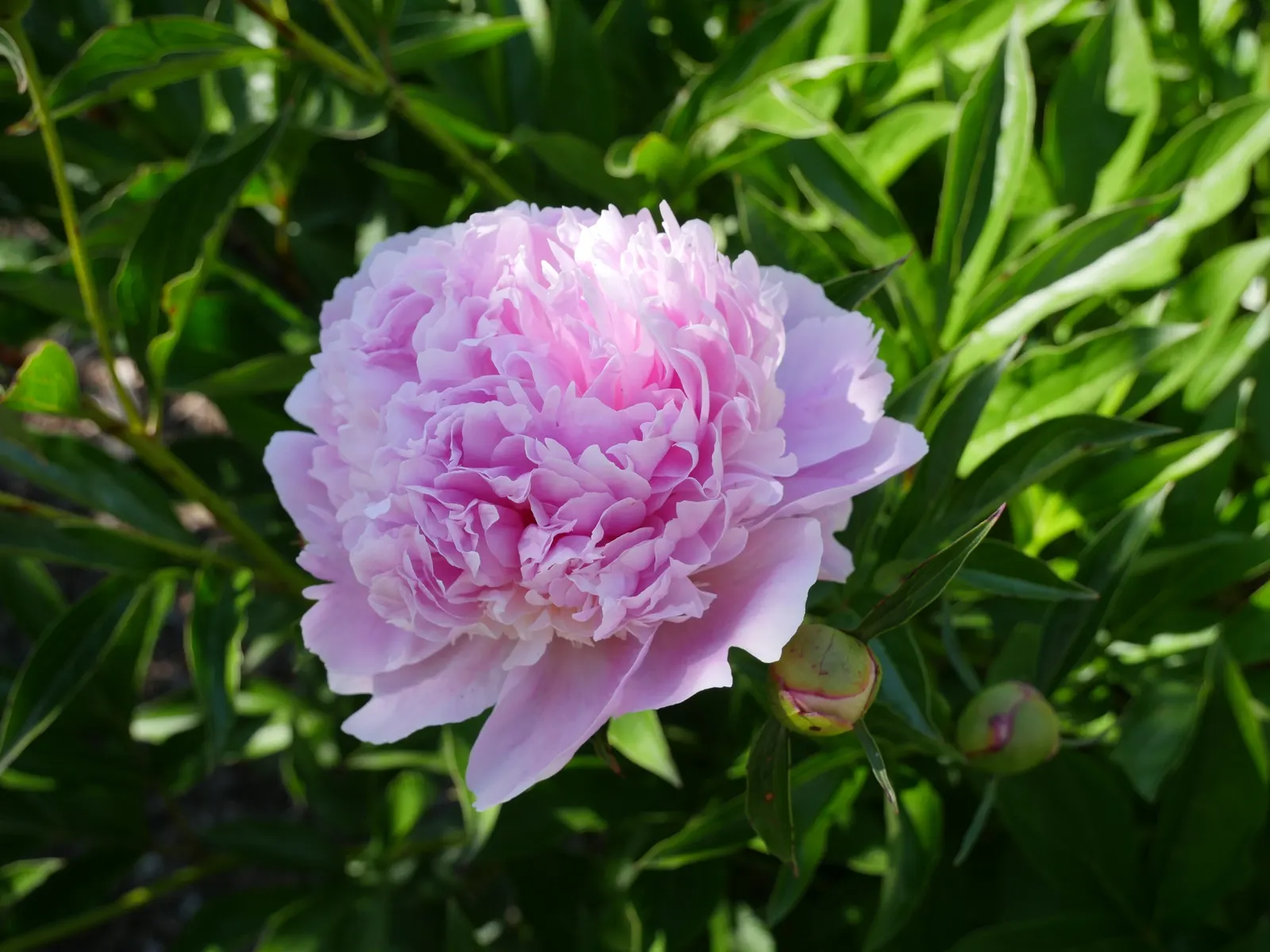 Sorbet Peony (Paeonia 'Sorbet') — The Paeonia 'Sorbet' features a delightful mix of pink and cream petals, resembling scoops of ice cream
