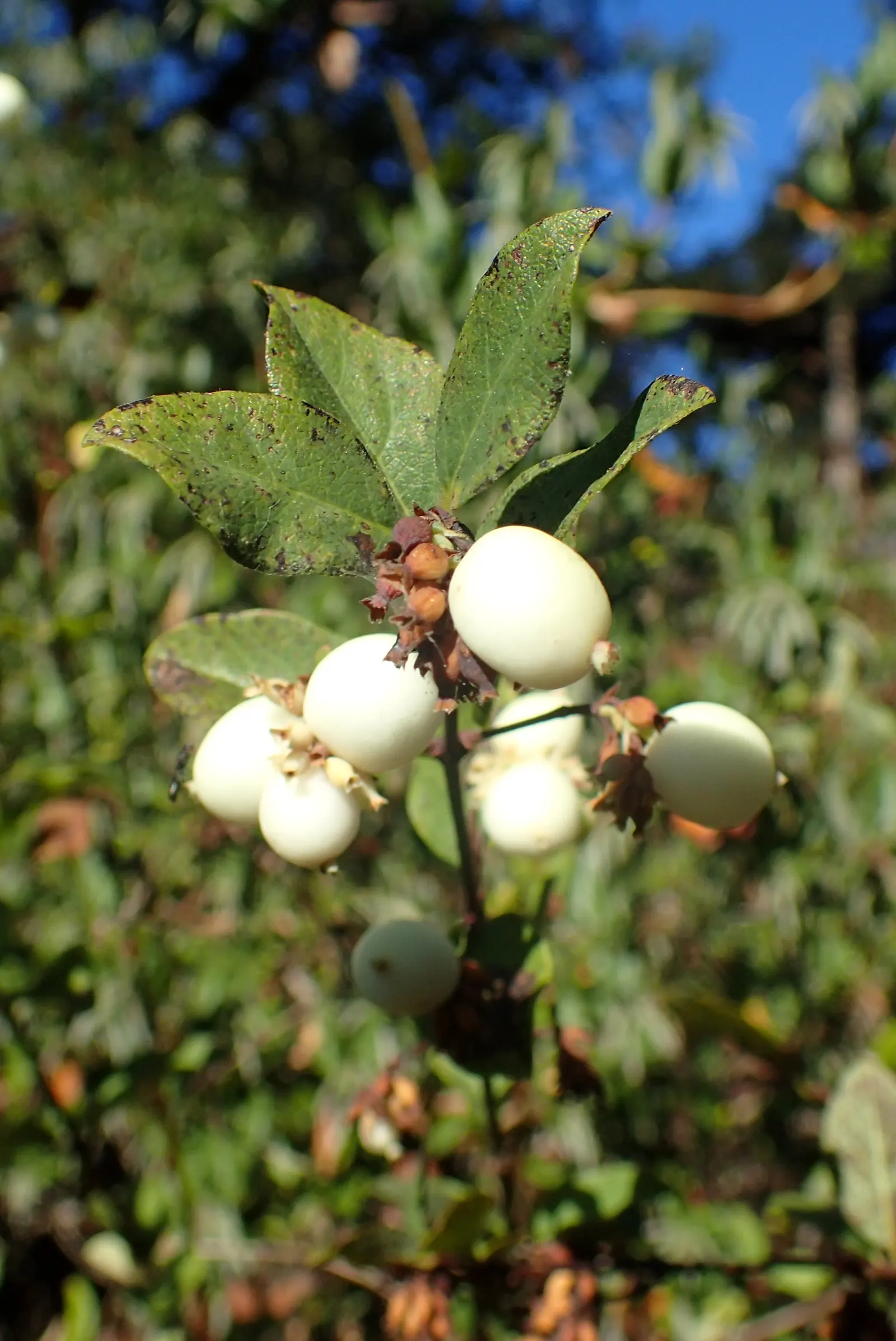 Upright Snowberry (Symphoricarpos Albus Var. Laevigatus) — and is perfect for attracting birds while providing winter interest