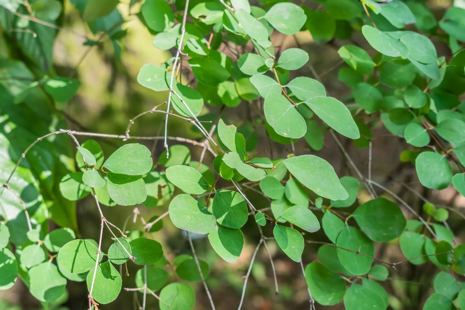 Upright Snowberry (Symphoricarpos Albus Var. Laevigatus) — followed by distinctive white berries in fall