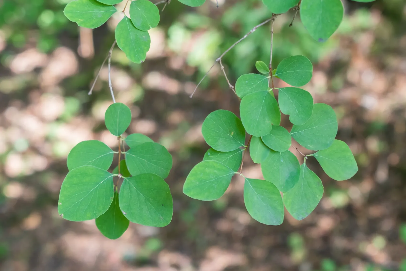 Upright Snowberry (Symphoricarpos Albus Var. Laevigatus) — It reaches an approximate size of 3-6 ft in height and spread, preferring partial to full sun