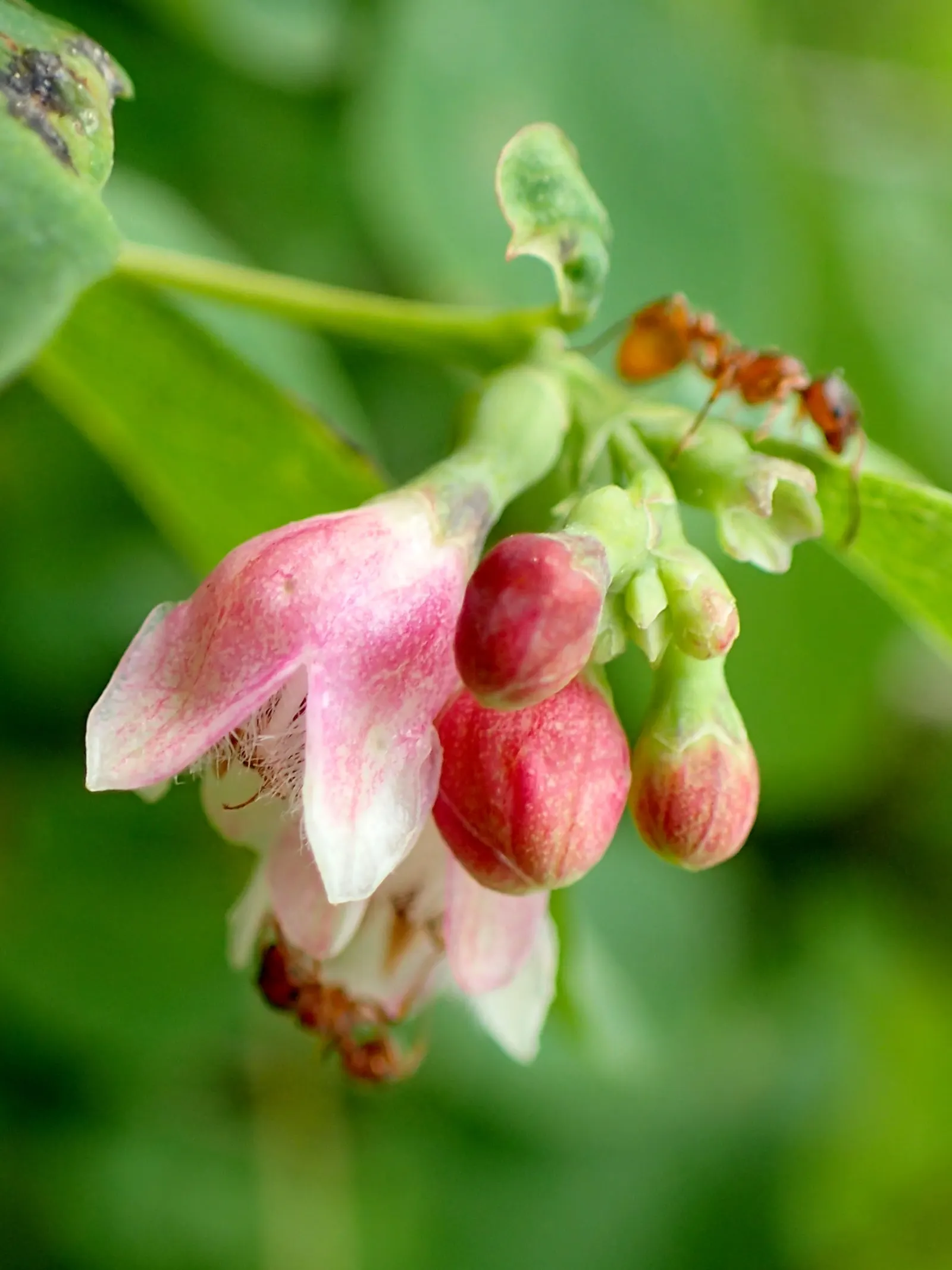 Upright Snowberry (Symphoricarpos Albus Var. Laevigatus) — it thrives in USDA zones 3-7