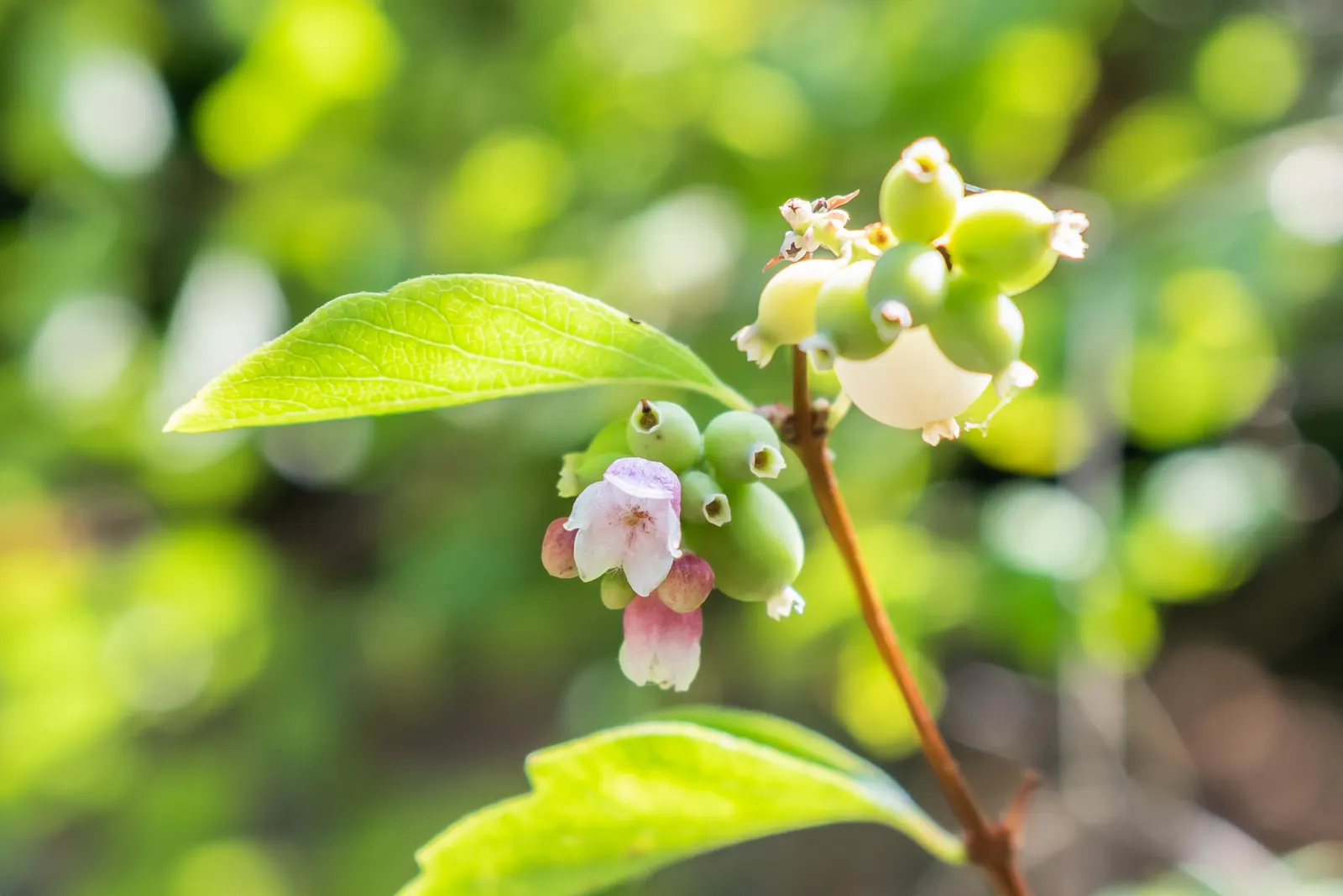 Upright Snowberry (Symphoricarpos Albus Var. Laevigatus) — flourishing with bell-shaped pink flowers in summer