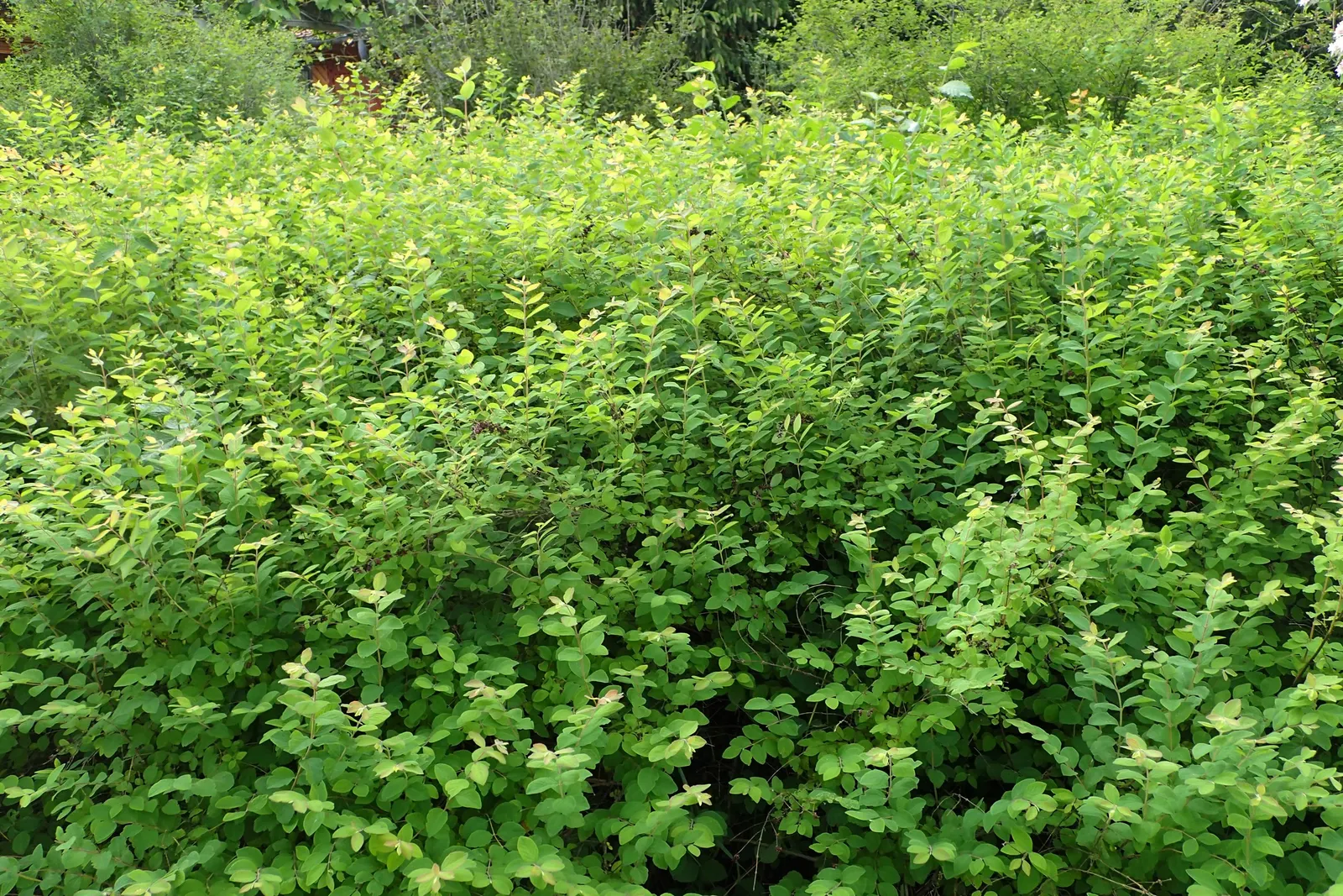 Upright Snowberry (Symphoricarpos Albus Var. Laevigatus) — Upright Snowberry (Symphoricarpos albus var
