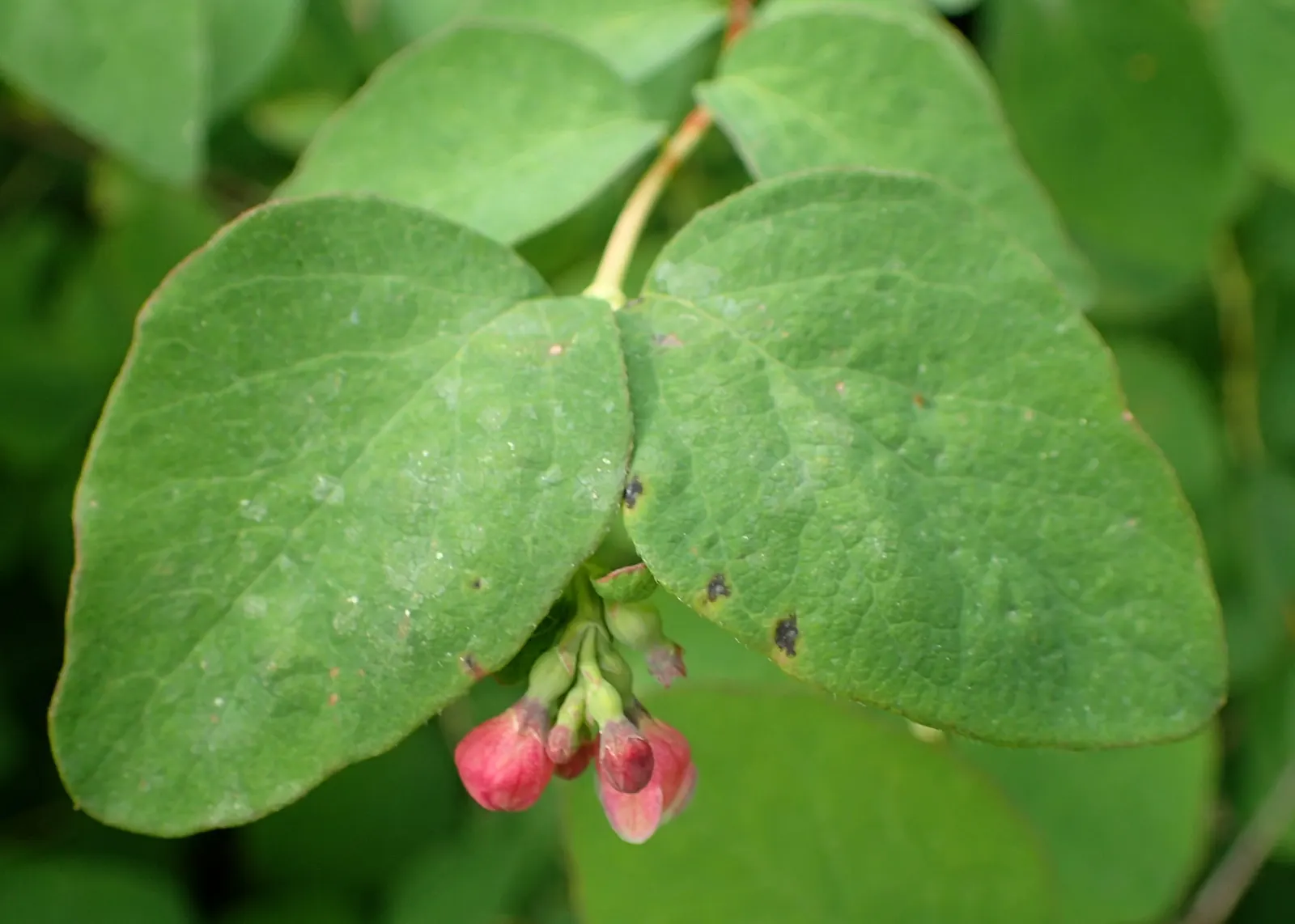 Upright Snowberry (Symphoricarpos Albus Var. Laevigatus) — laevigatus) is a deciduous shrub