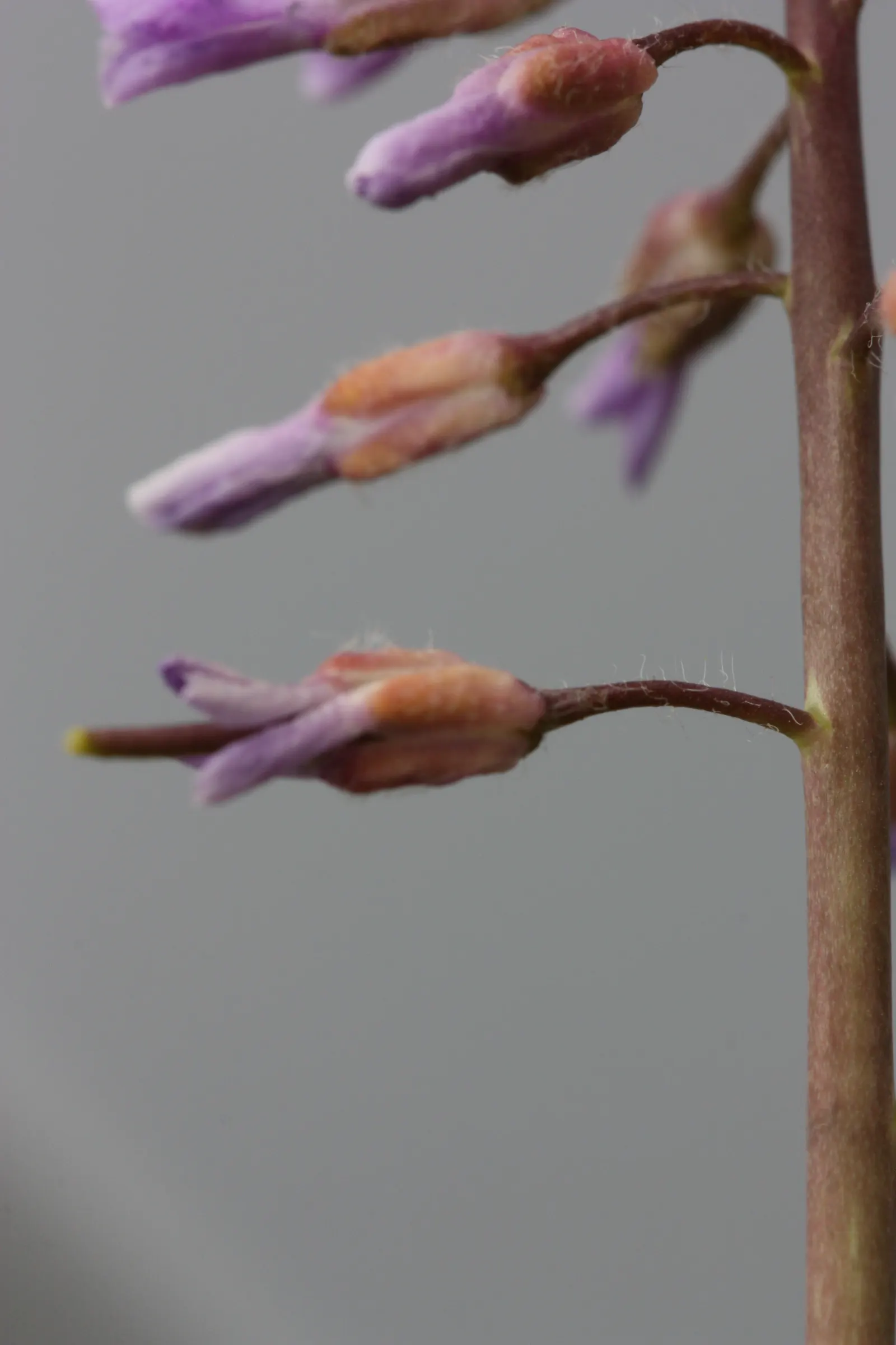 Sicklepod Rockcress (Boechera Sparsiflora) — When incorporating into a design