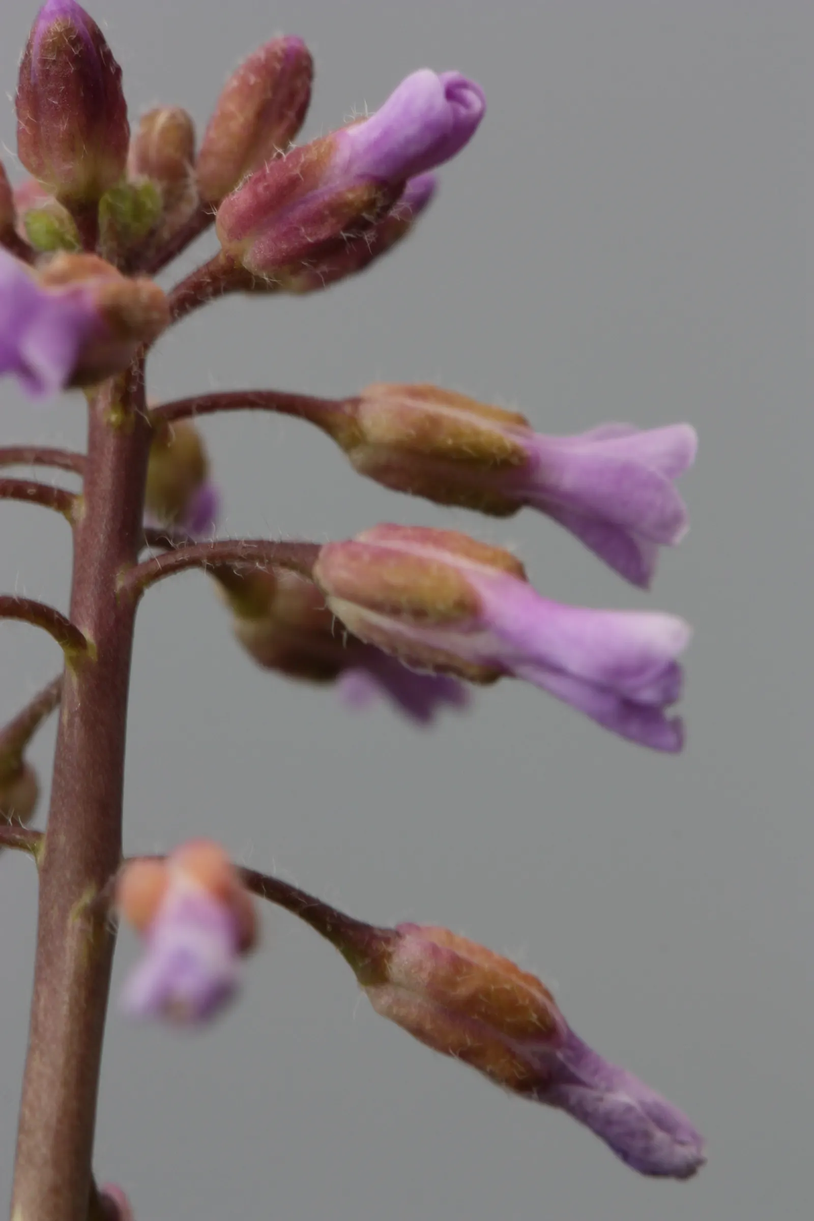 Sicklepod Rockcress (Boechera Sparsiflora) — The plant typically reaches a modest height of 1 to 2 feet with a similar spread