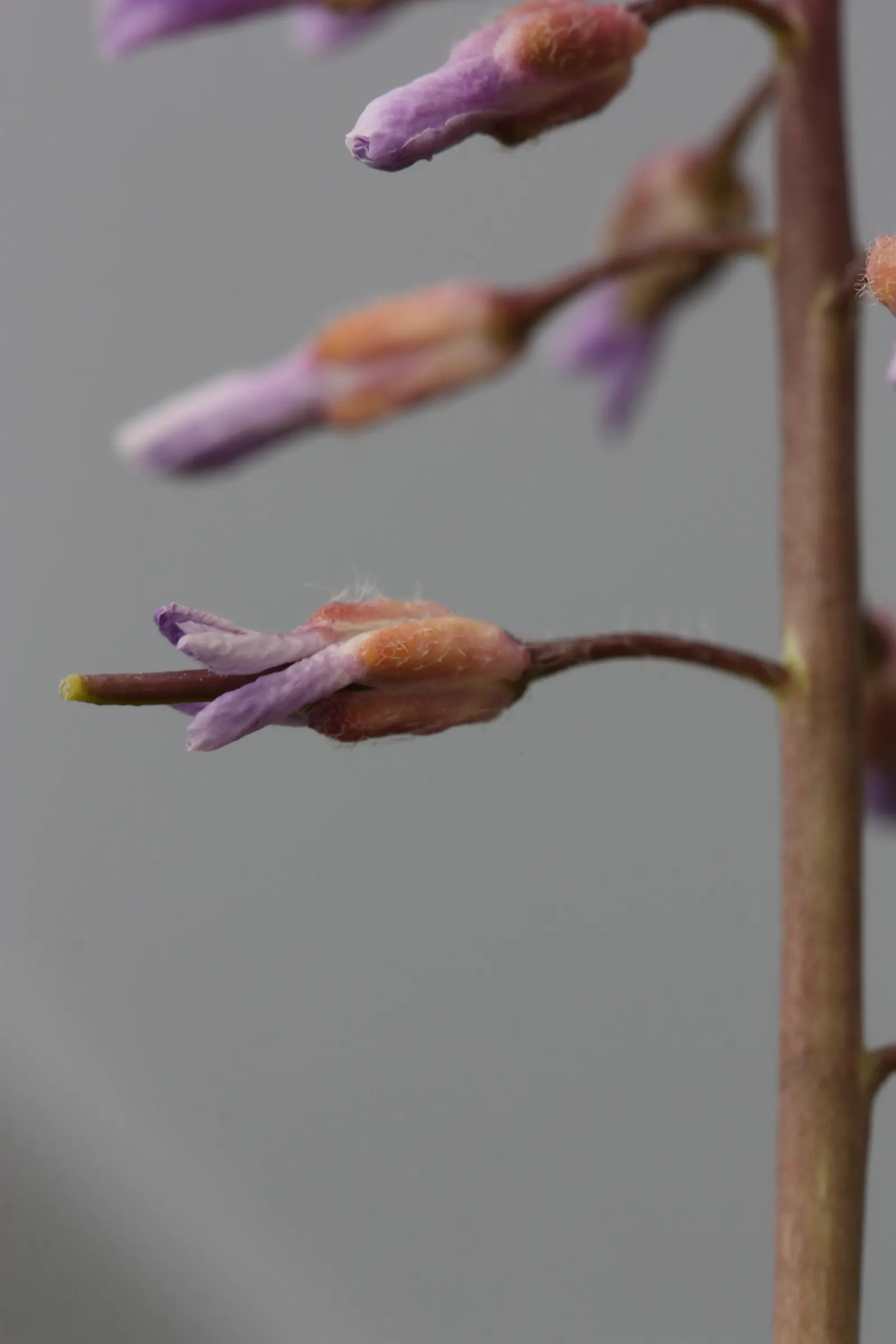Sicklepod Rockcress (Boechera Sparsiflora) — resisting most pests and diseases with ease