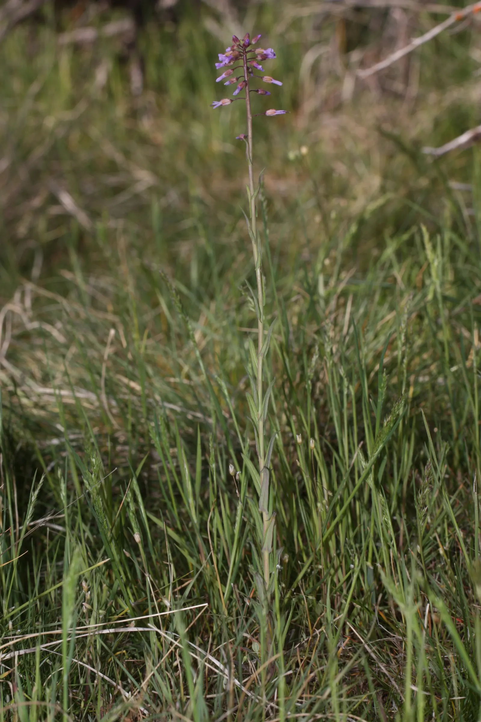 Sicklepod Rockcress (Boechera Sparsiflora) — later producing distinctive sickle-shaped seedpods that add textural interest