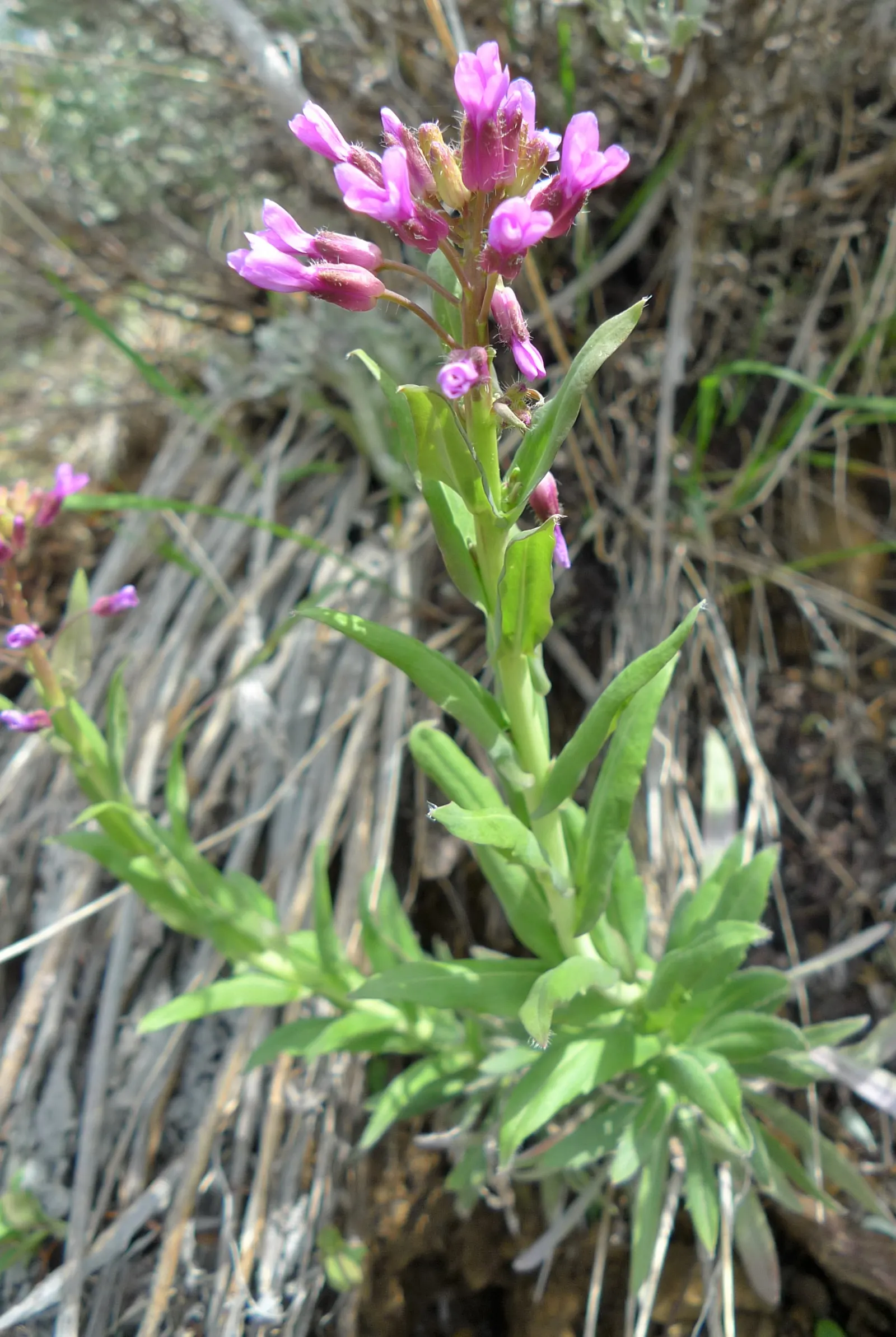 Sicklepod Rockcress (Boechera Sparsiflora) — but deadheading after flowering can encourage a tidier appearance and potential rebloom